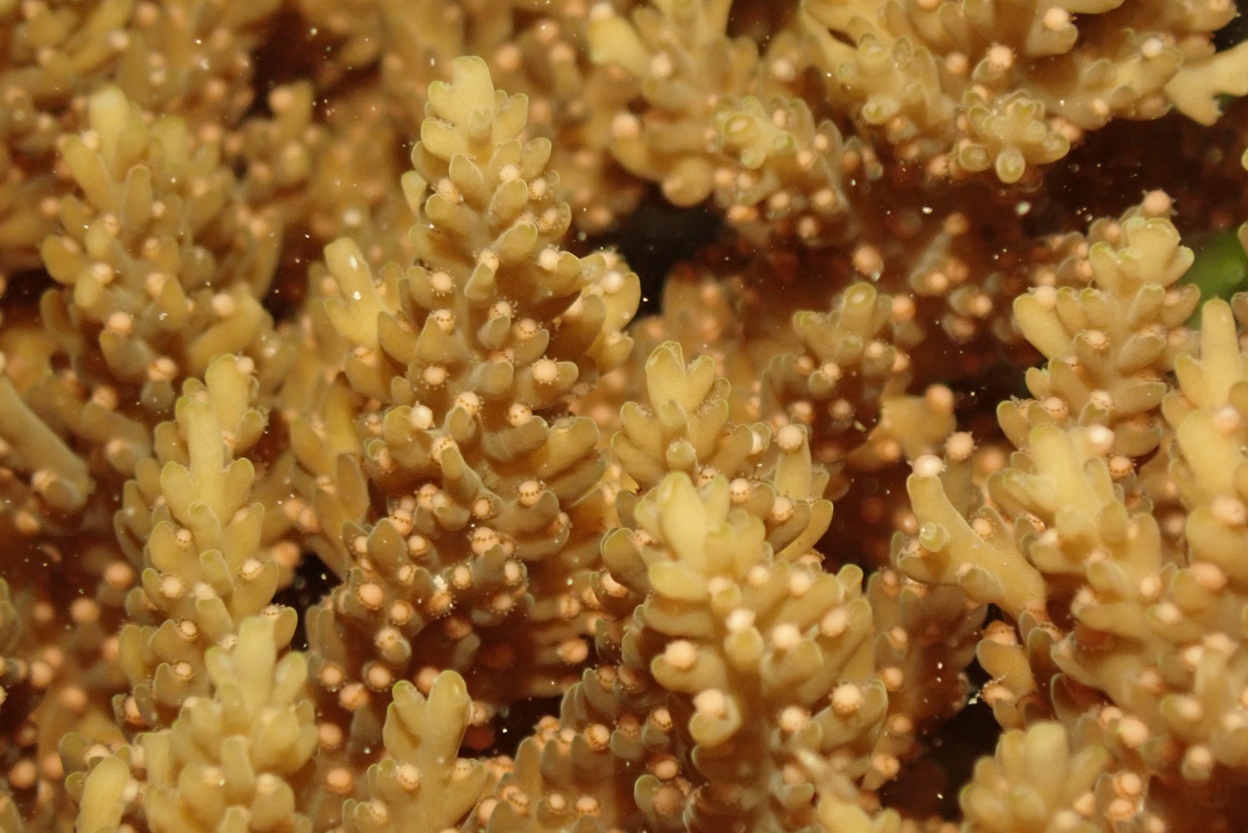 yellow coral spawning up close little protuberances releasing small yellow balls