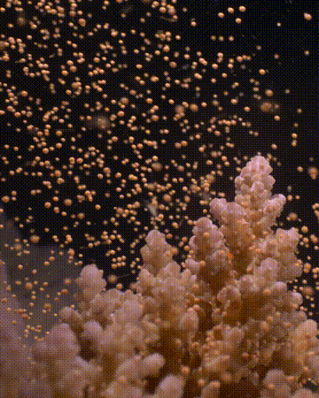video clips show different corals spawning releasing orange pink white grains of sperm and eggs