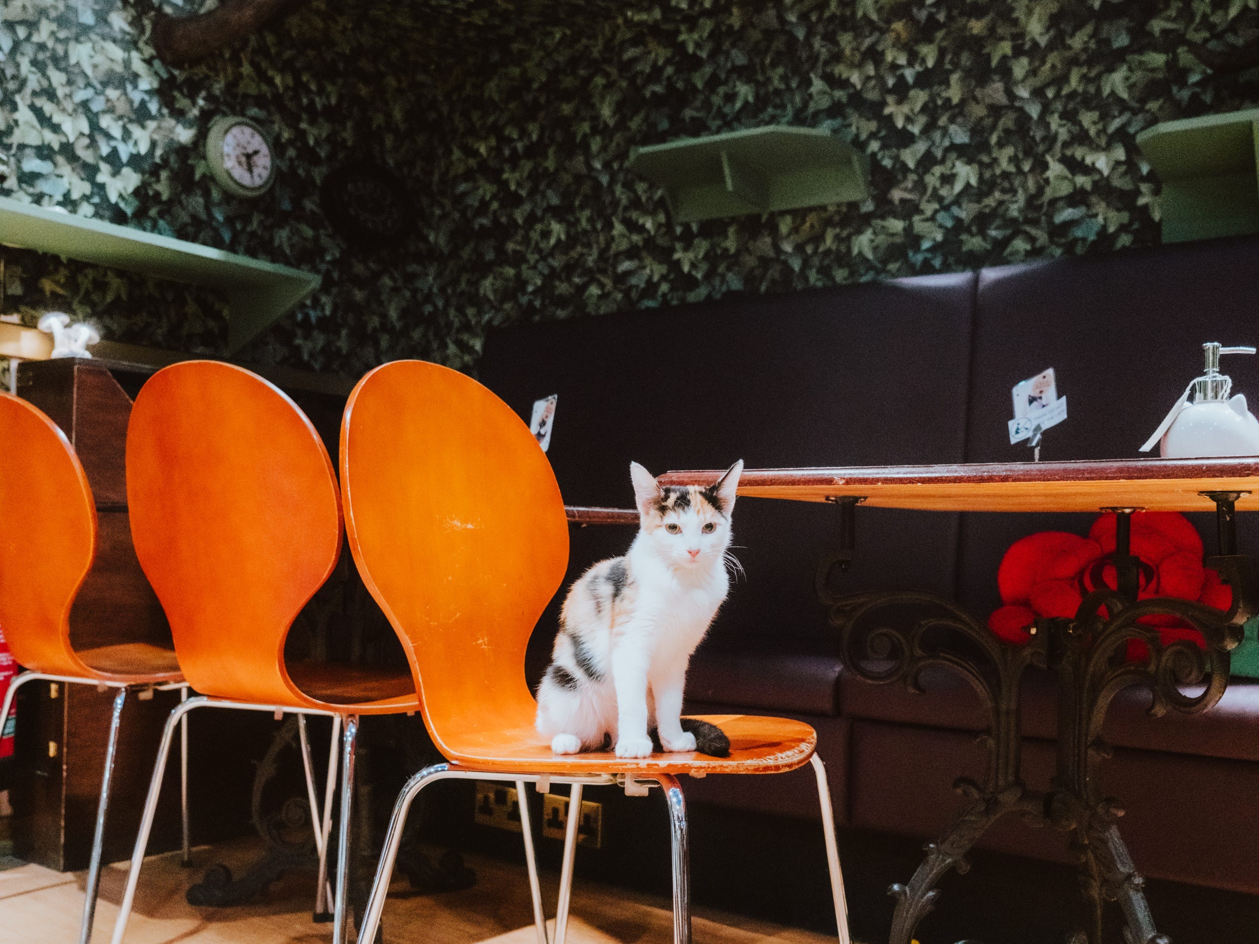 A cat sitting on a chair at a cafe in London.