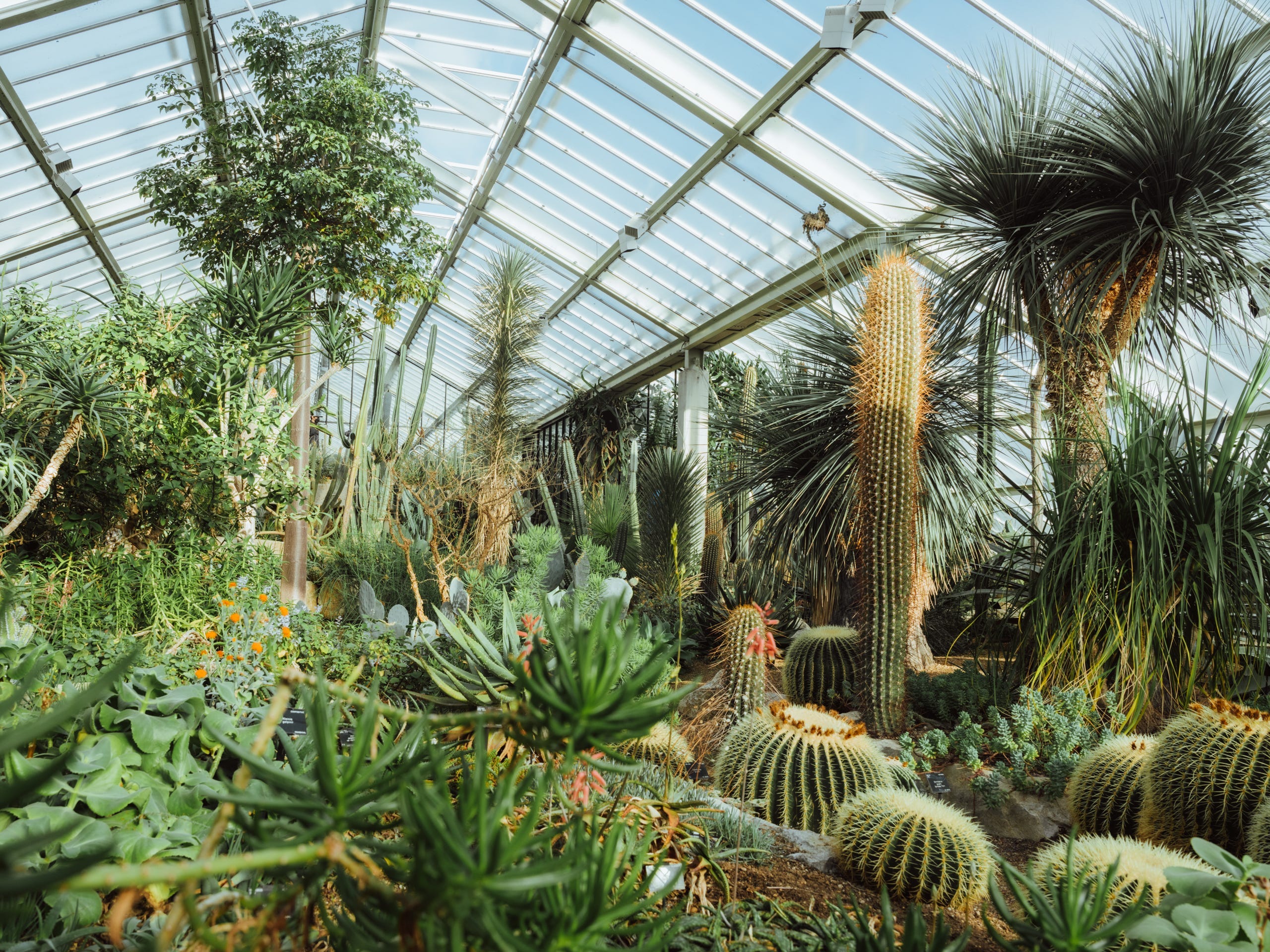 A green house filled with cacti and plants at the Royal Botanic Gardens in Kew, London.