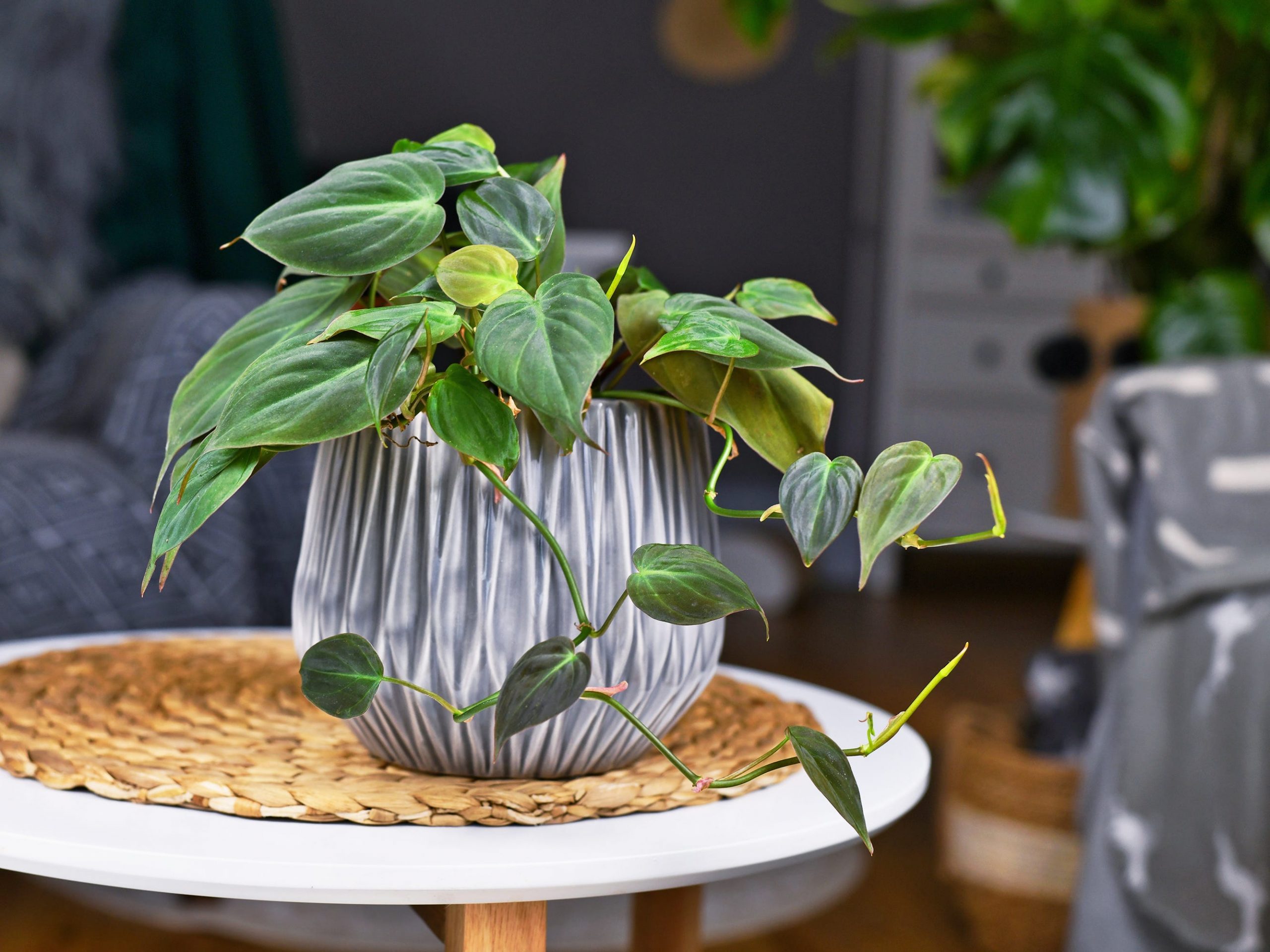 A heartleaf philodendron in a gray pot sitting on a round white table