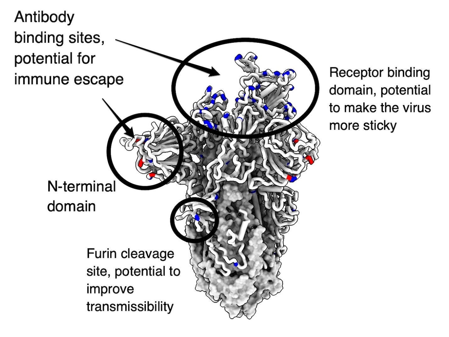 A schematic shows mutations on the spike protein of the Omicron variant, and arrows indicate where these mutations could be clustering to have a potential biological effect.