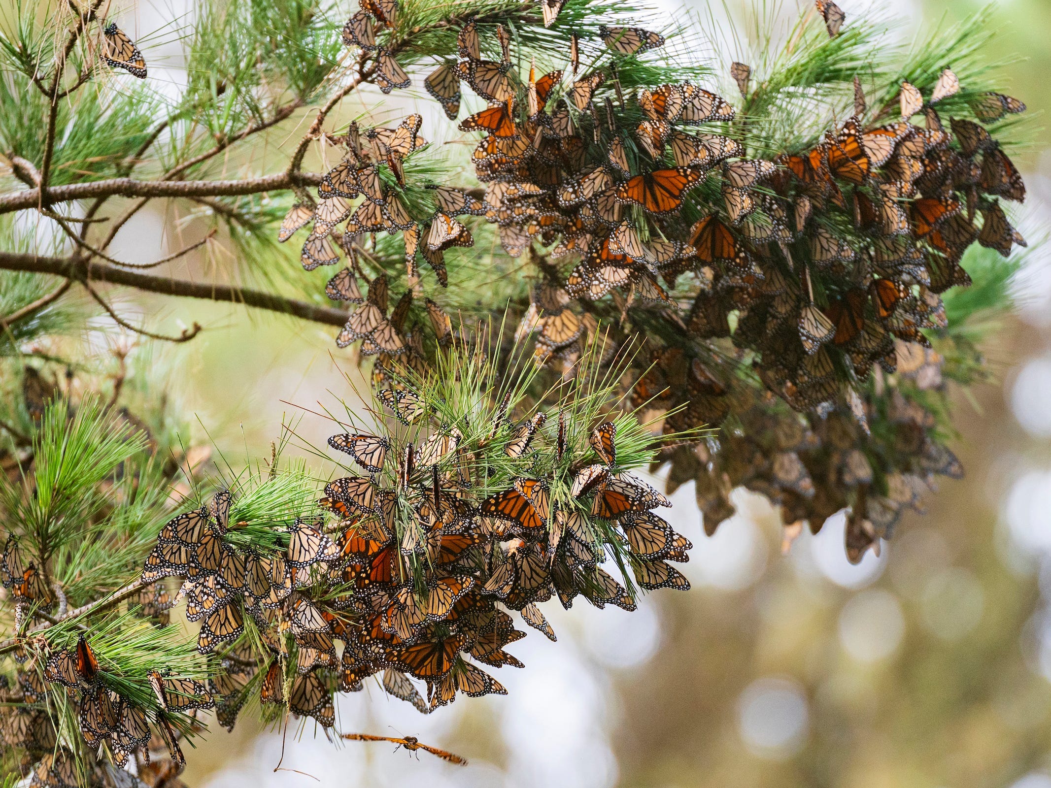 monarch butterflies flock covering pine branches