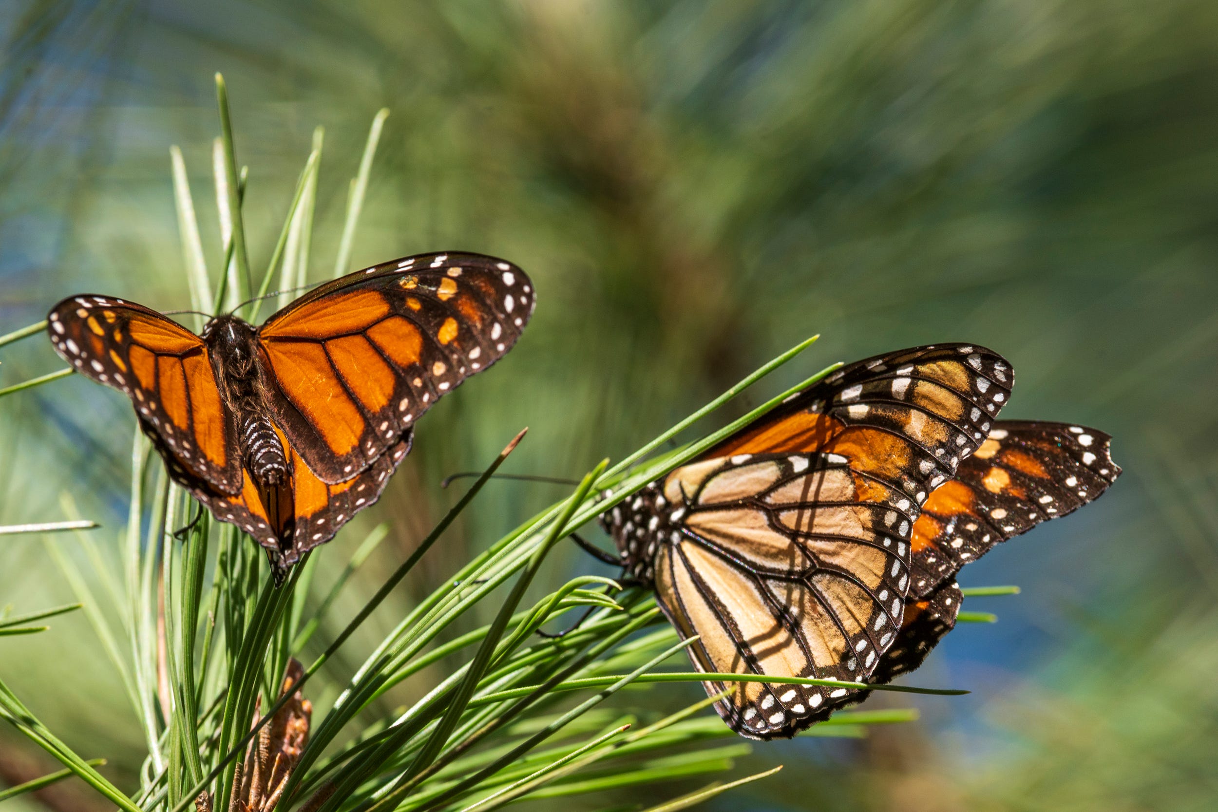 two monarch butterflies on pine branch needles