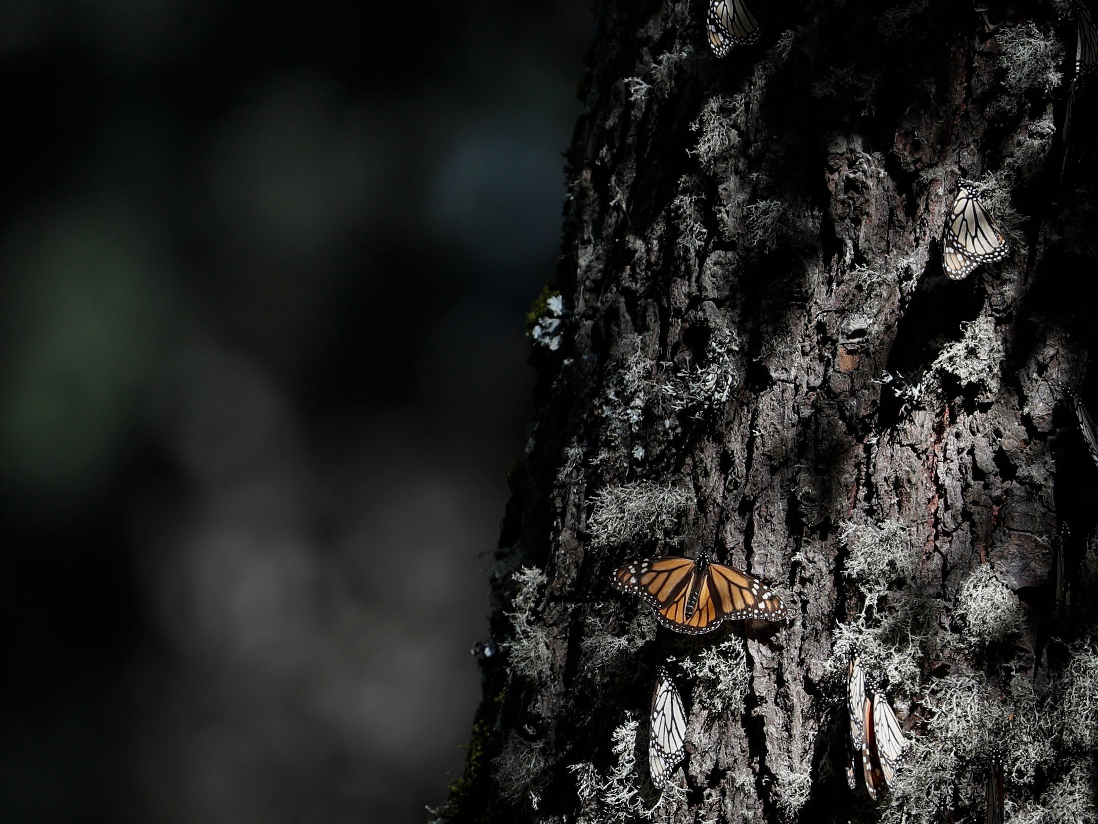 five monarch butterflies on a dark mossy tree trunk