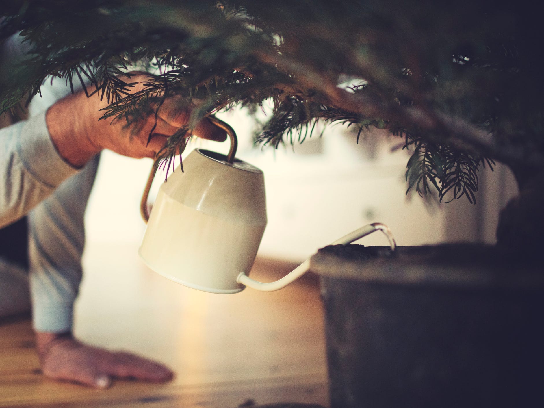 A person's hand using a watering can to water a potted christmas tree