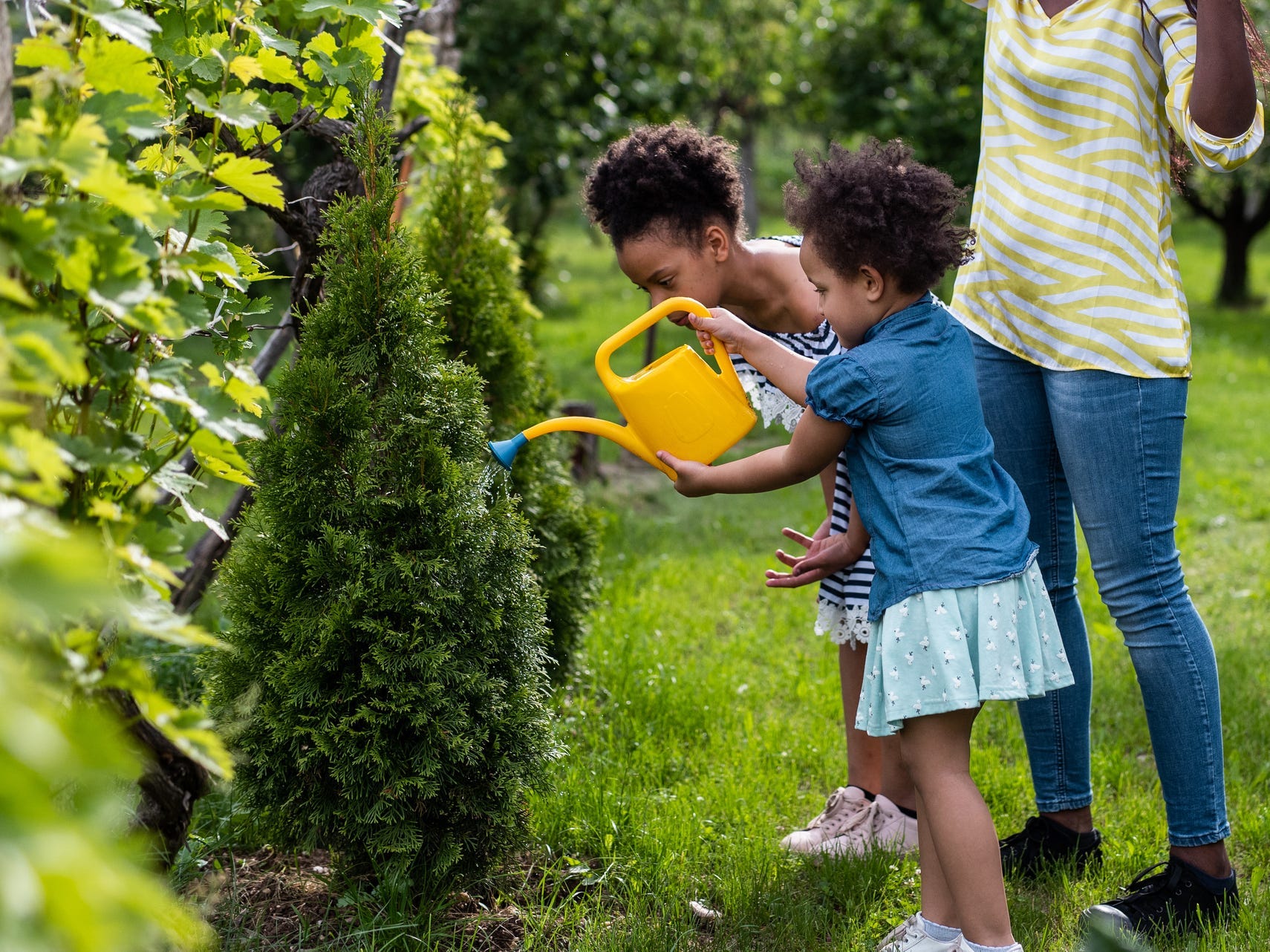 Two young children using a watering can to water a spruce tree in their yard