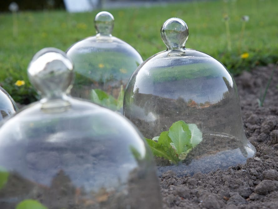 Traditional glass cloches, or bells, protecting young lettuce plants.