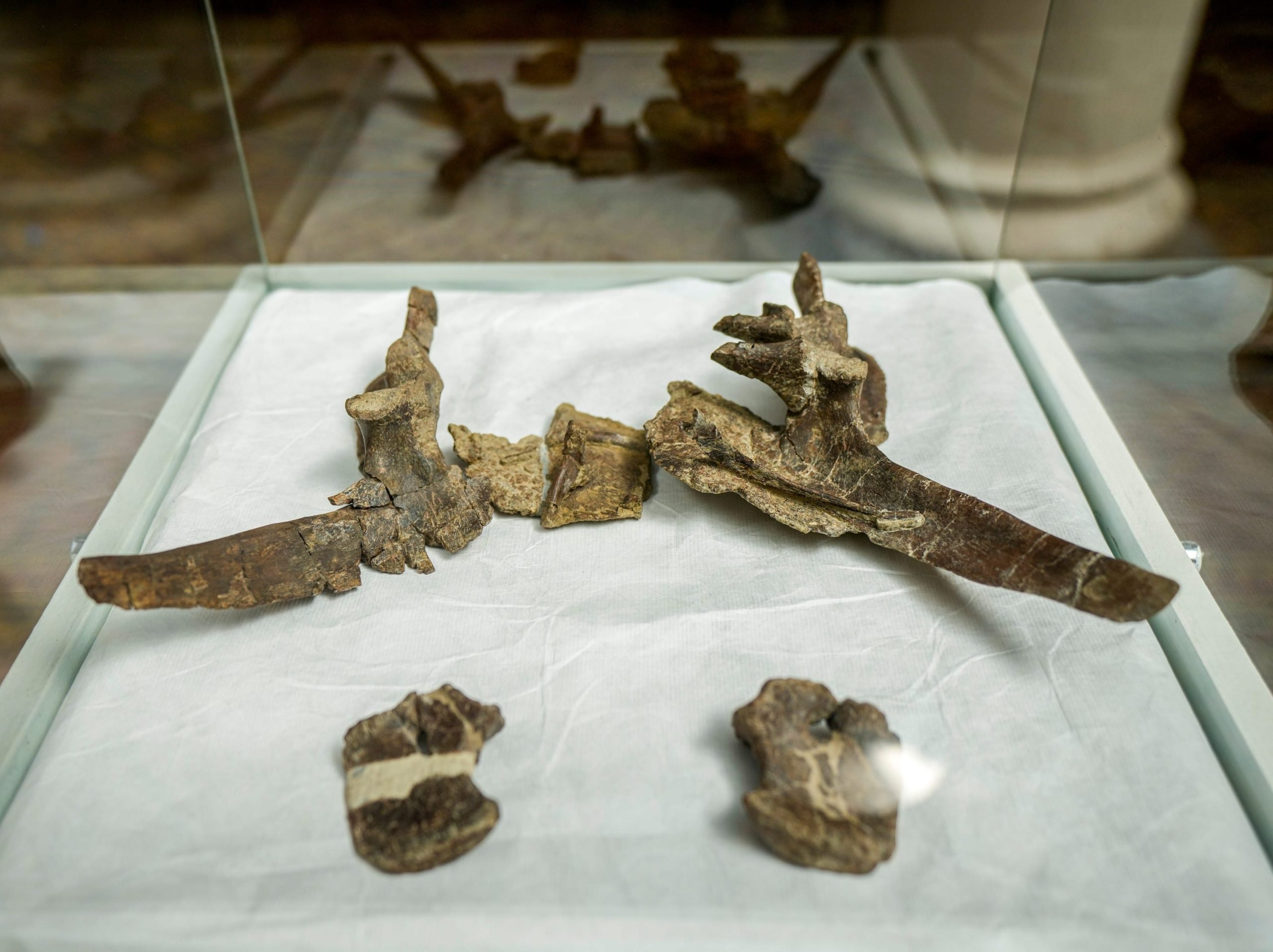 Several of the fossilized remains of the stegouros elengassen, a newly identified armored dinosaur that inhabited the Chilean Patagonia, are displayed during a press conference in Santiago, Chile, Wednesday, Dec. 1, 2021.