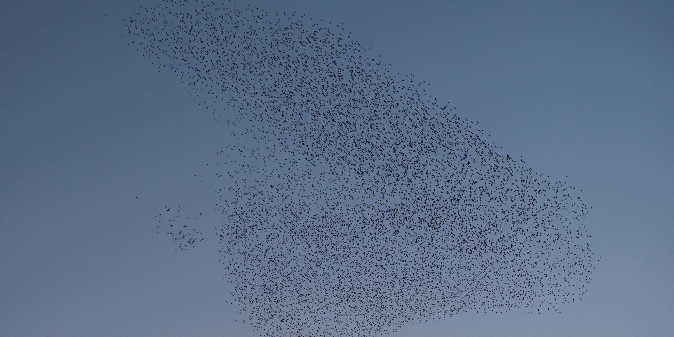 A picture taken on January 17, 2017 shows a murmuration of starlings in the sky of Pontevedra, northwestern Spain.