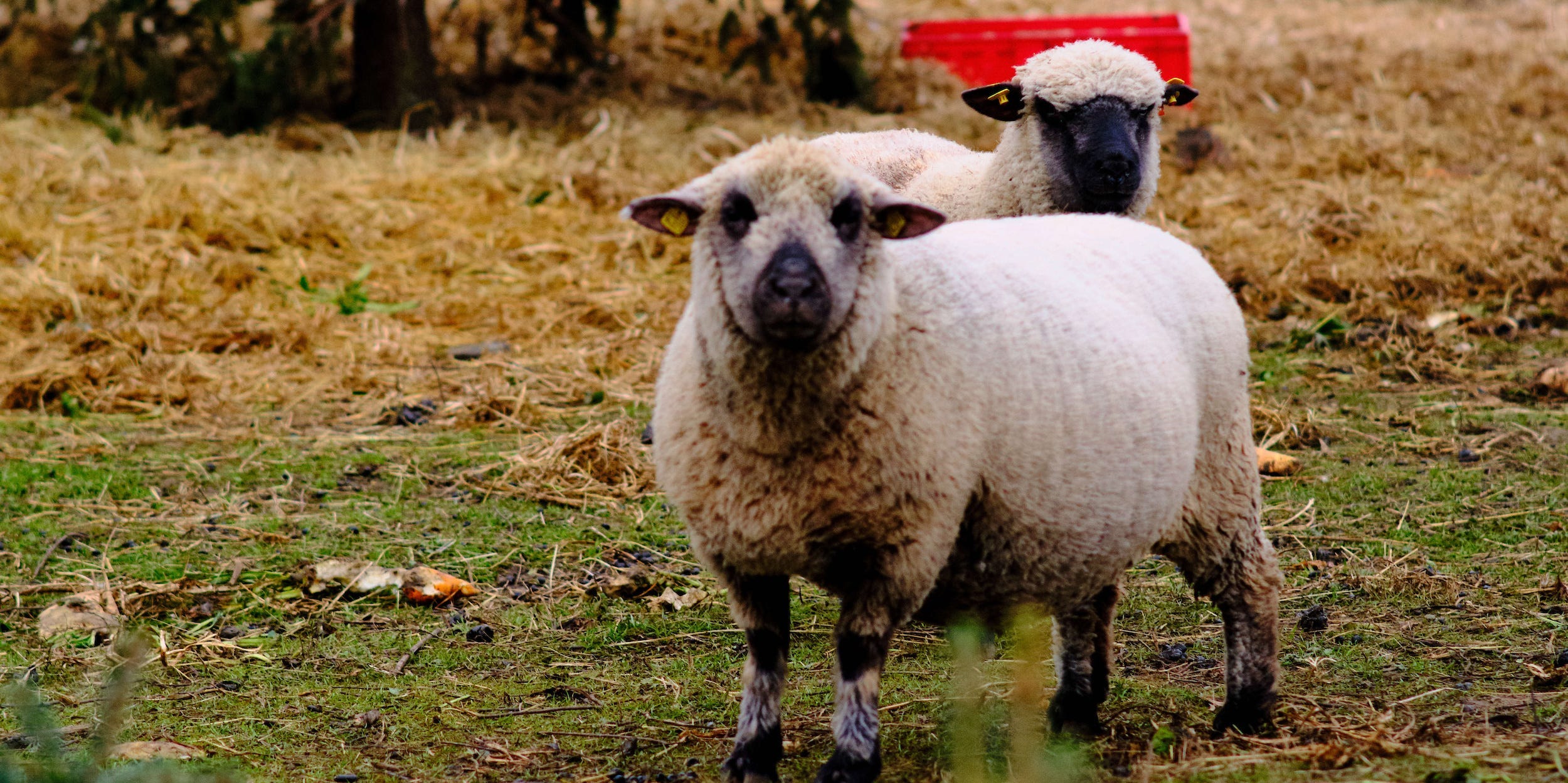 Sheep graze in a Christmas tree plantation in Brunswick, Germany (file photo).