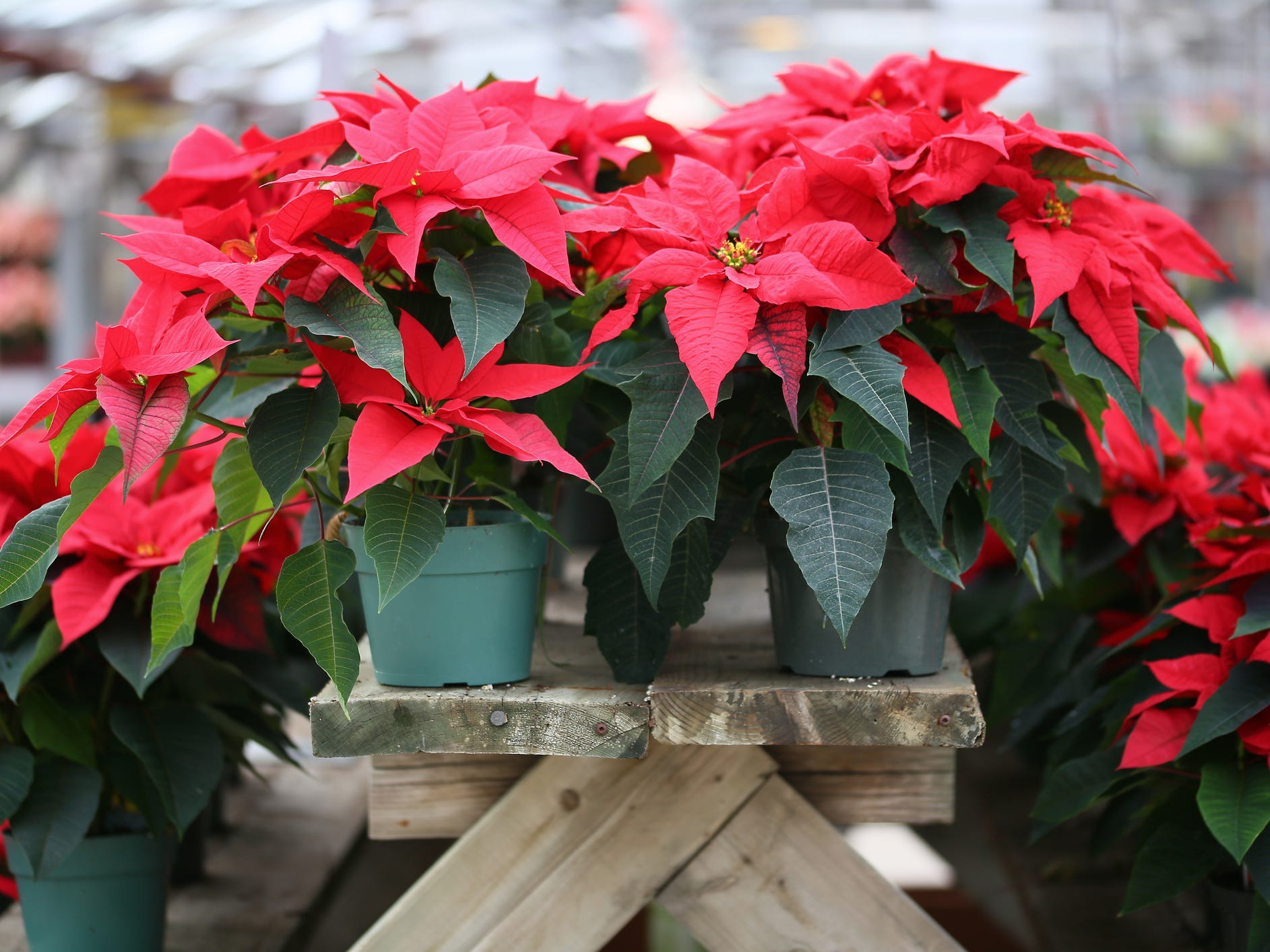 Several poinsettia plants on a wooden picnic table