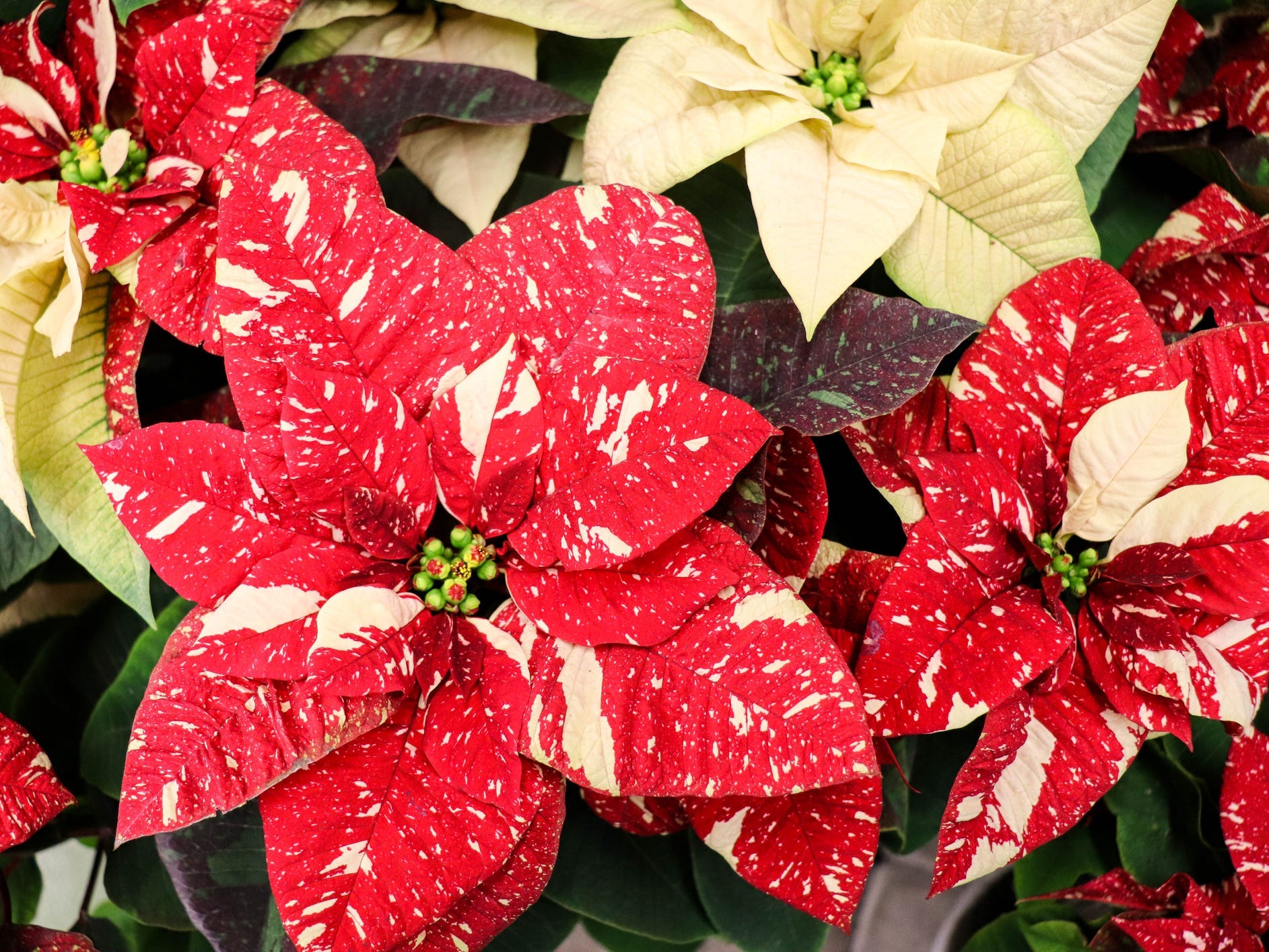 A closeup of white and variegated poinsettia flowers