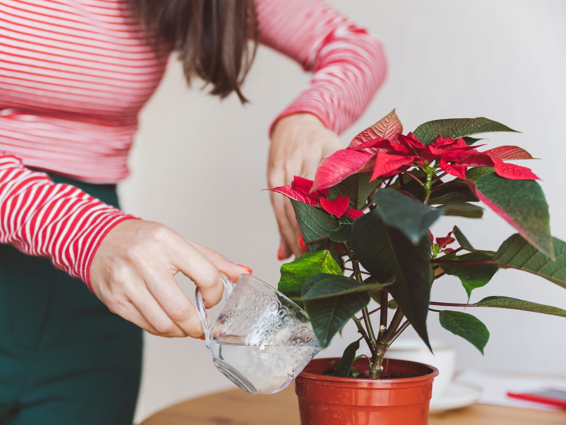 A person watering a poinsettia plant