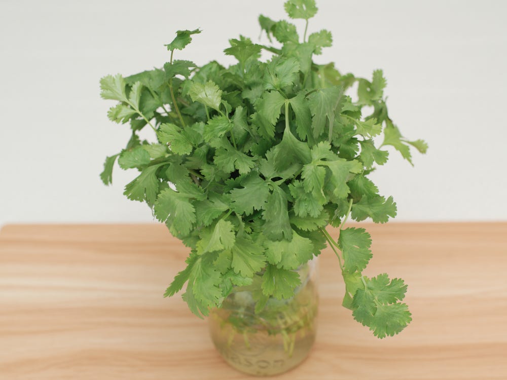 Fresh green cilantro herb in glass jar.