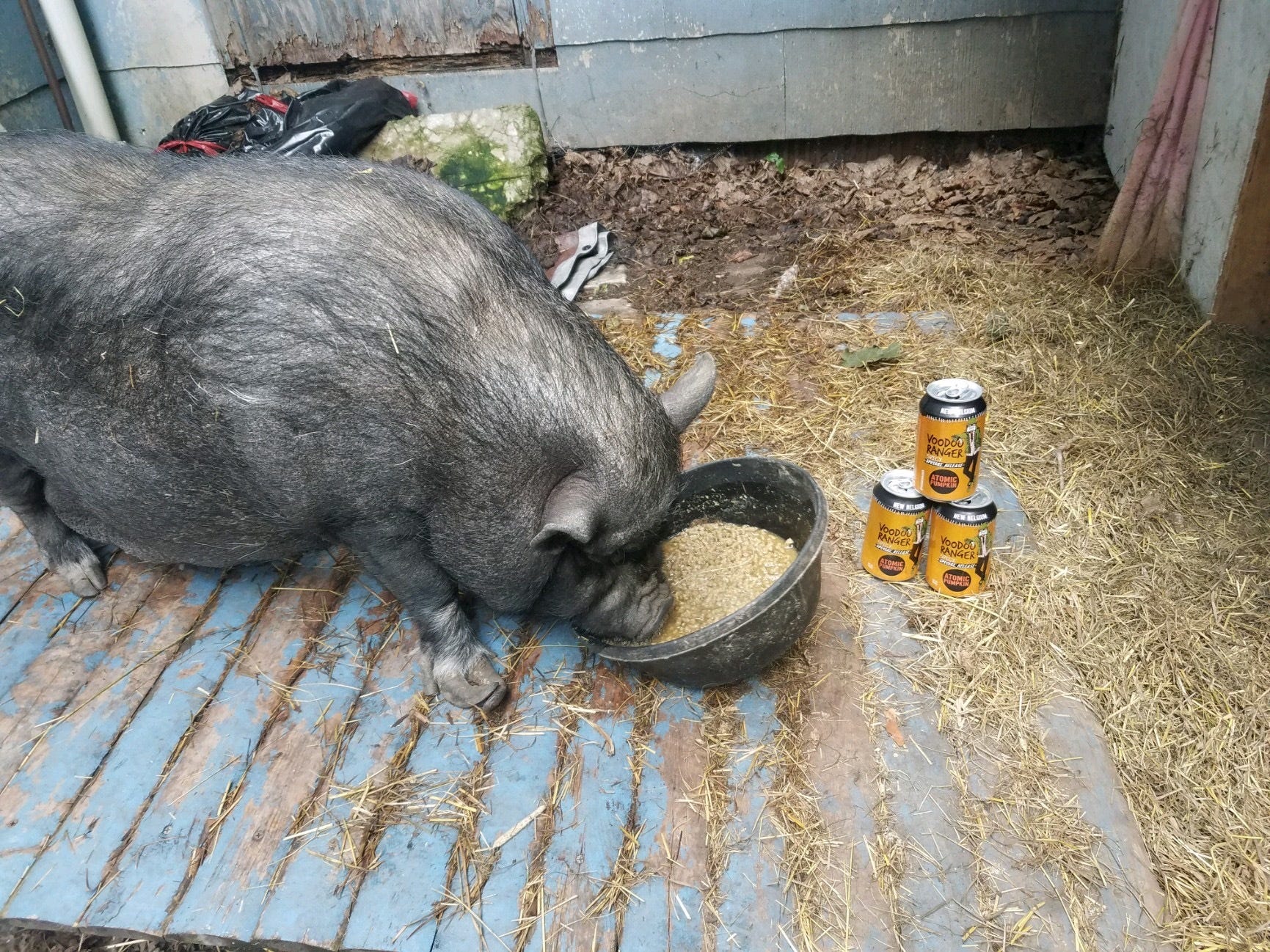 ellie the pig with beer