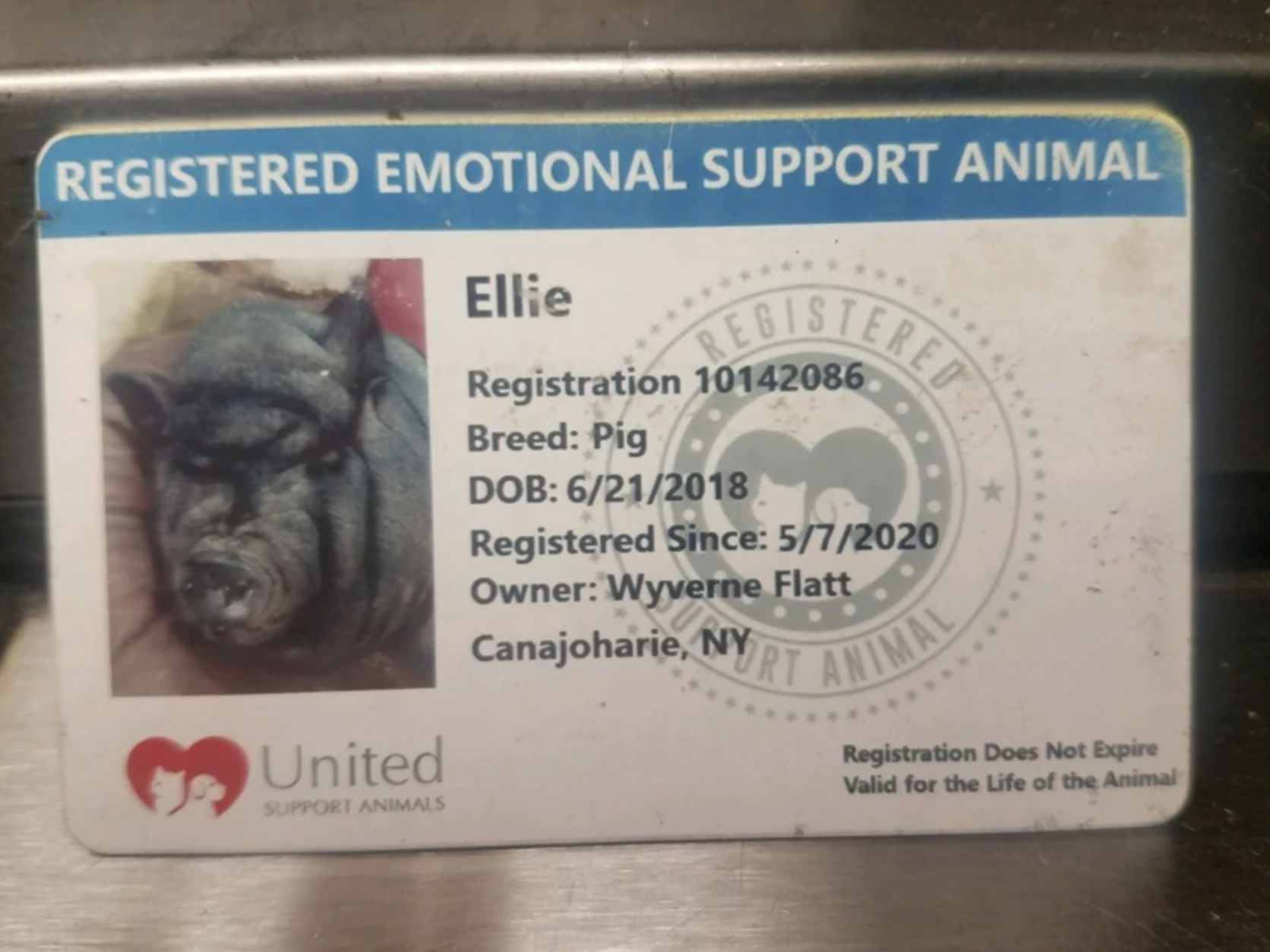 ellie pig emotional support animal id card