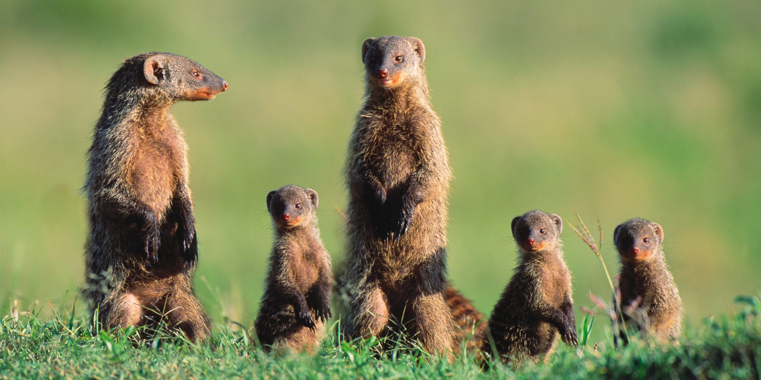 Family of banded mongoose at Masai Mara National Park, Kenya.