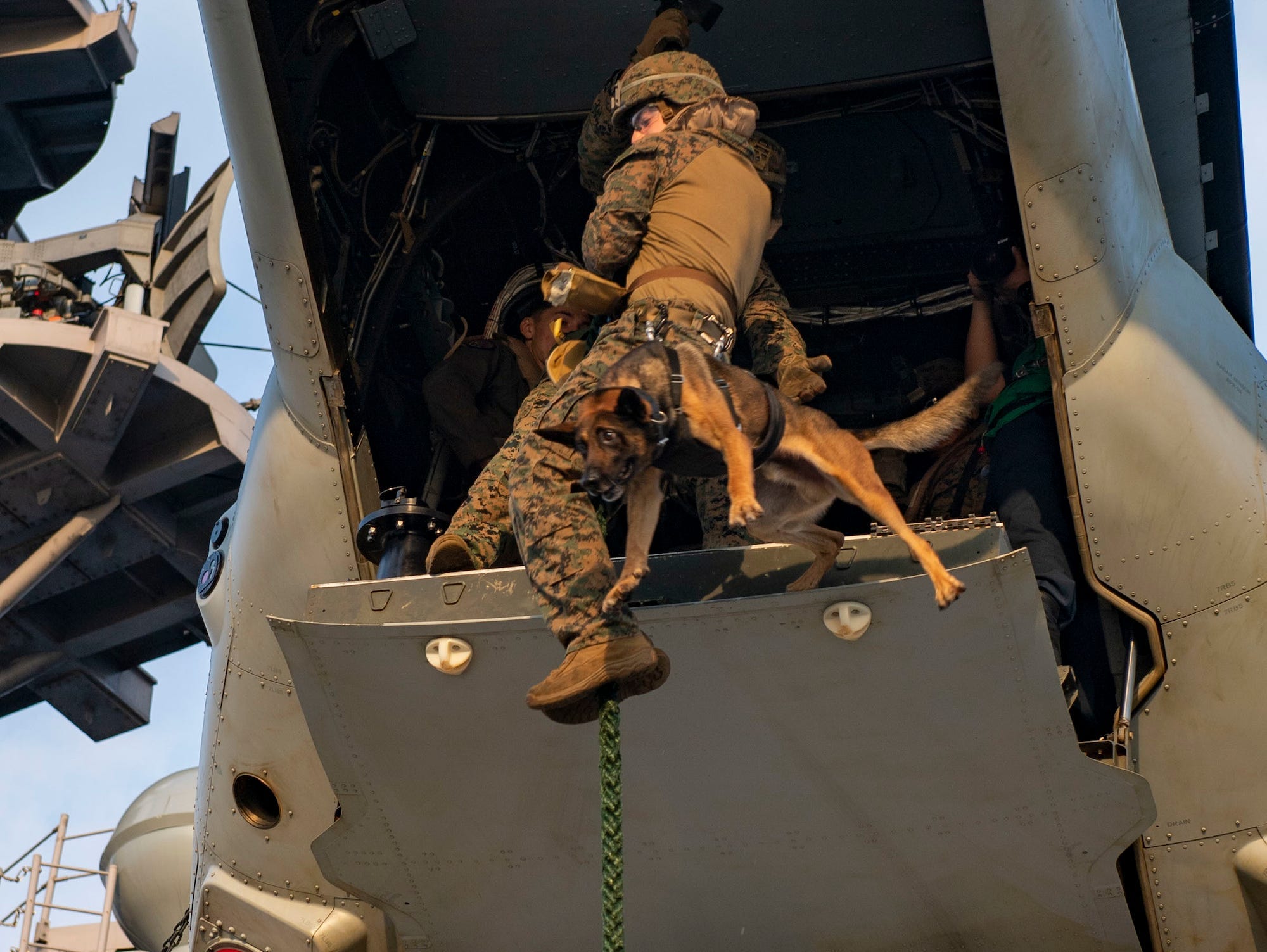 Marine military working dog fast rope