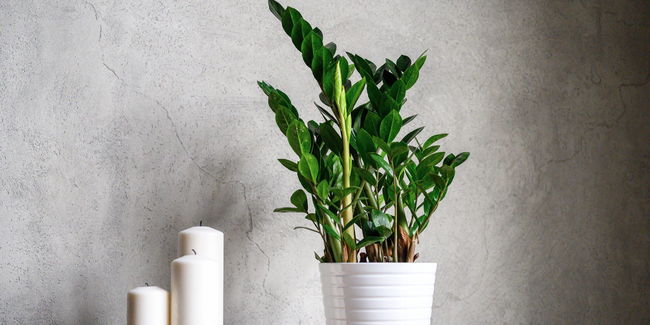 A ZZ plant in a white pot on a wooden table against a gray wall