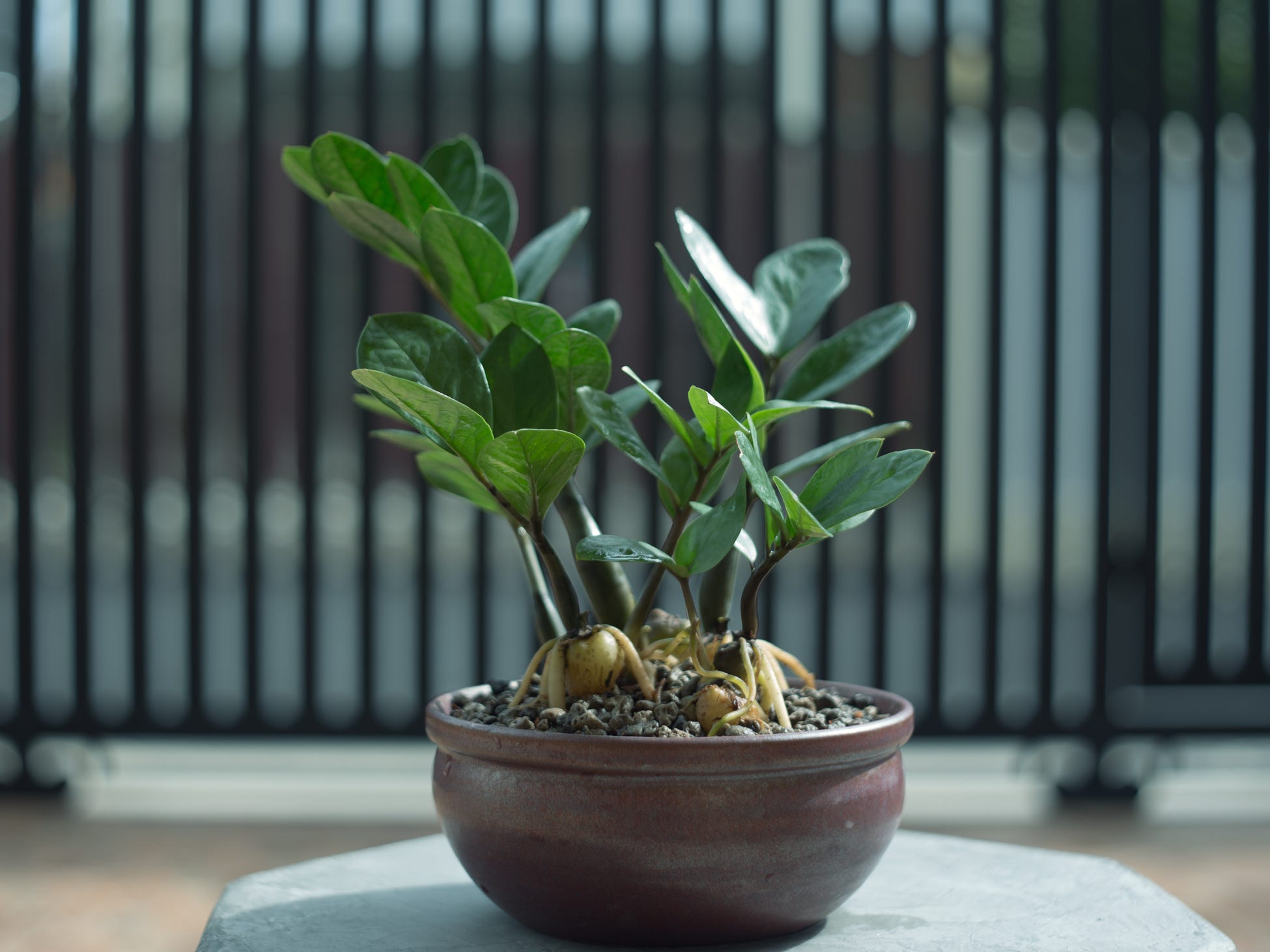 A small ZZ plant in a bowl