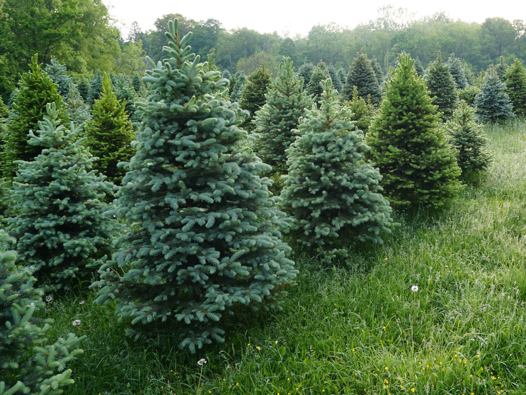 Evergreen tree farm in a field.