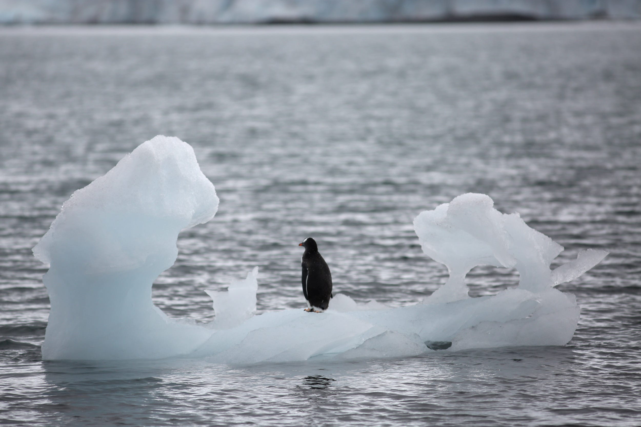 penguin stands on iceberg in ocean