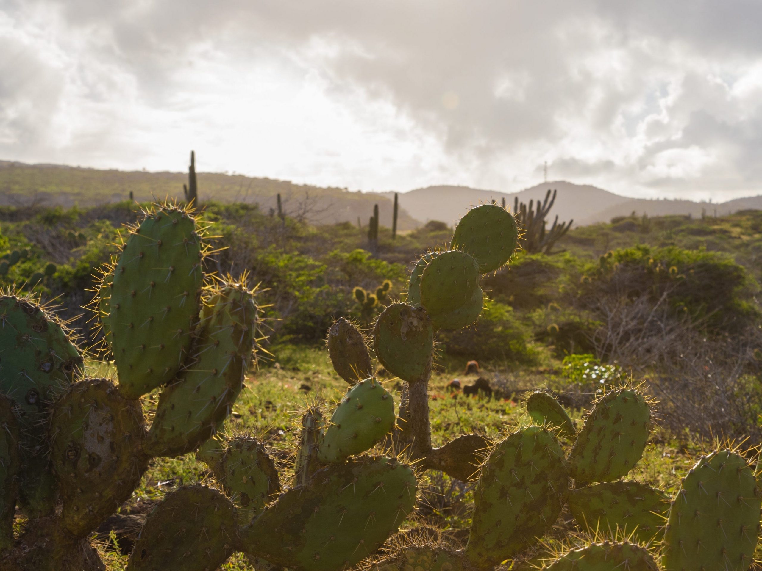 Cacti in Arikok National Park in Aruba