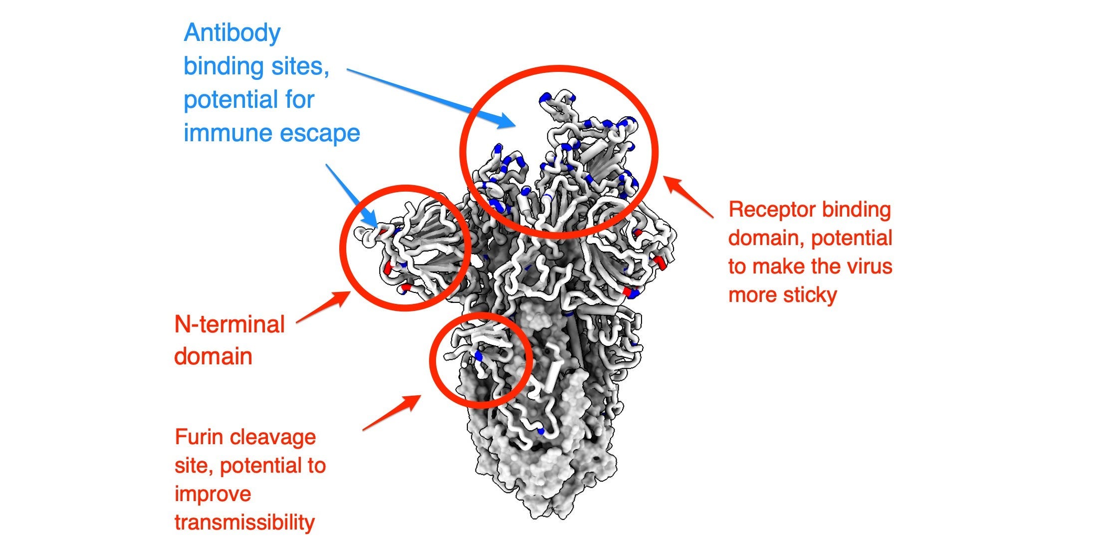 A schematic shows mutations on the spike protein of the Omicron variant, and arrows indicate where these mutations could be clustering to have a potential biological effect.