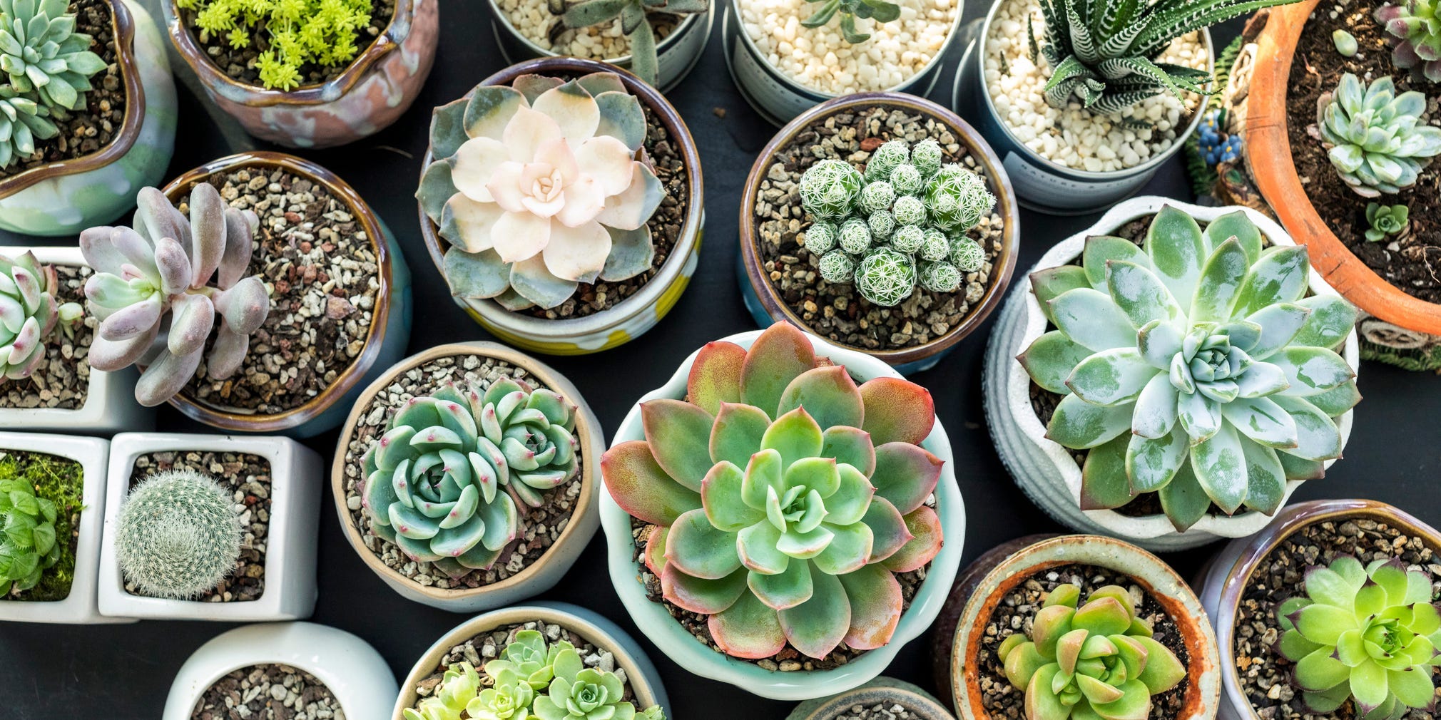 Close-up overhead shot of succulents on a table.