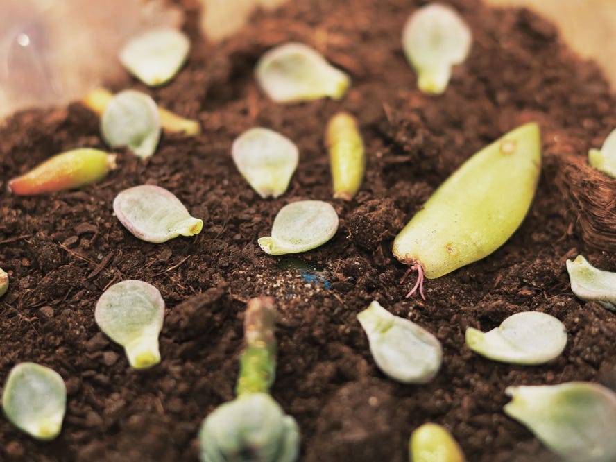 Succulent propagation station with a variety of leaves and one of them already with some roots.