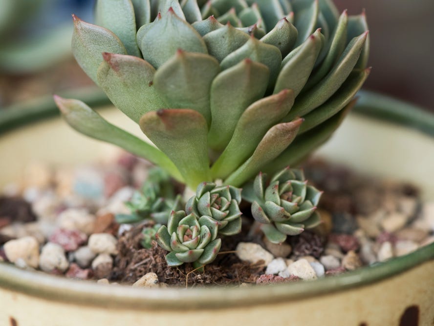 Hen and chicks succulent with offsets or pups growing under the healthy mature plant.