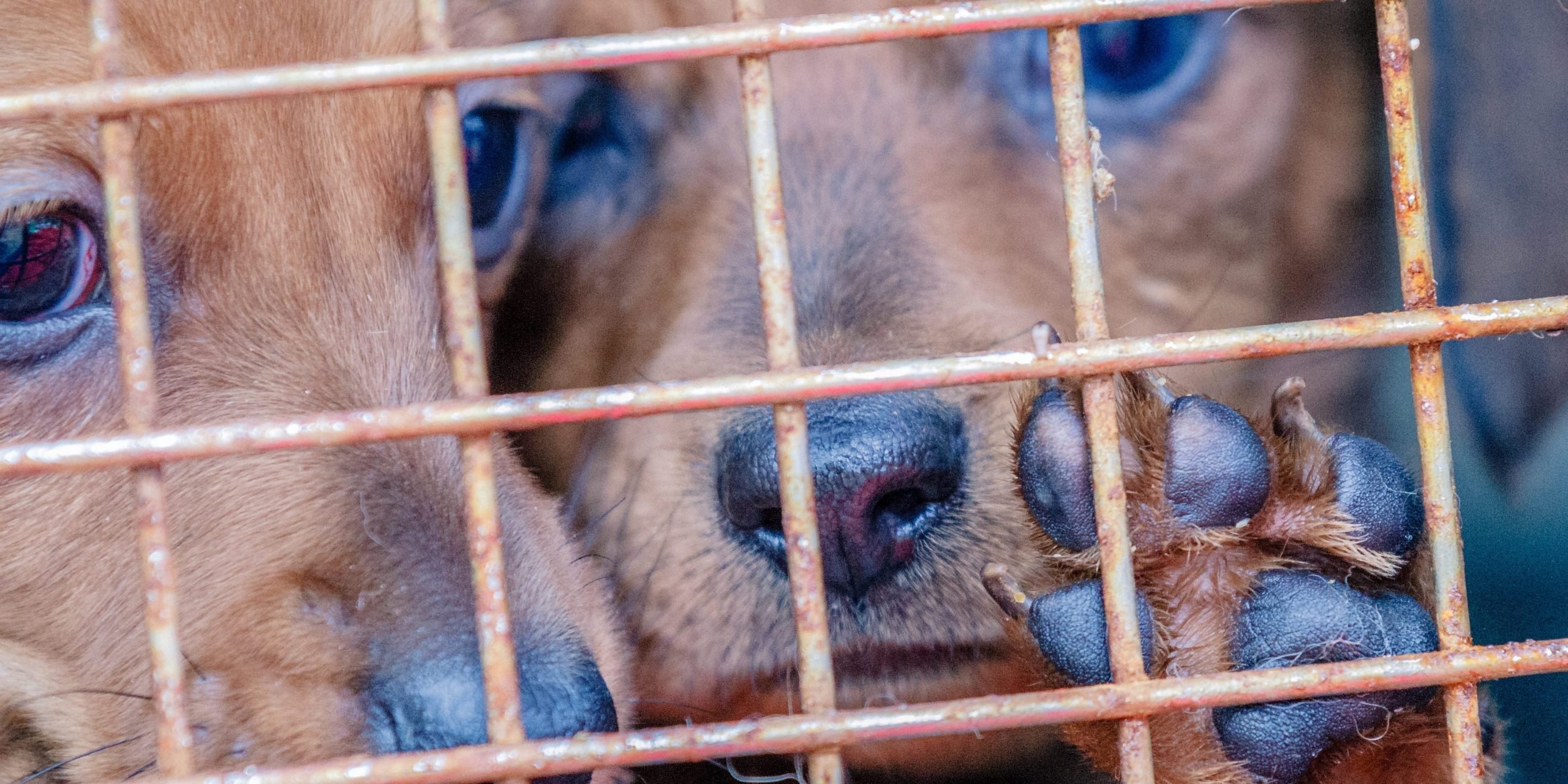 Two puppies in a cage, with one clawing at the bars