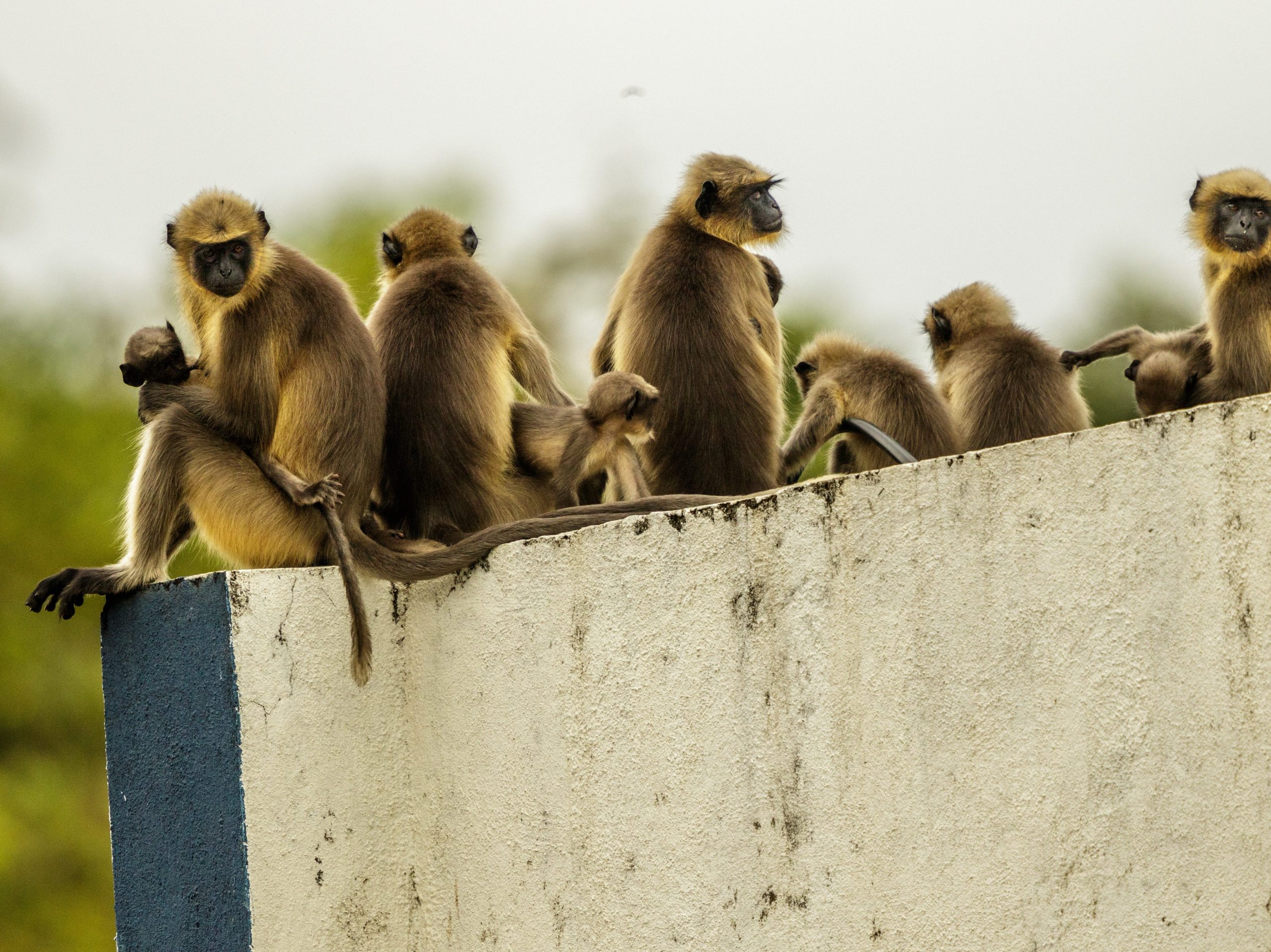 Stock photo of monkeys