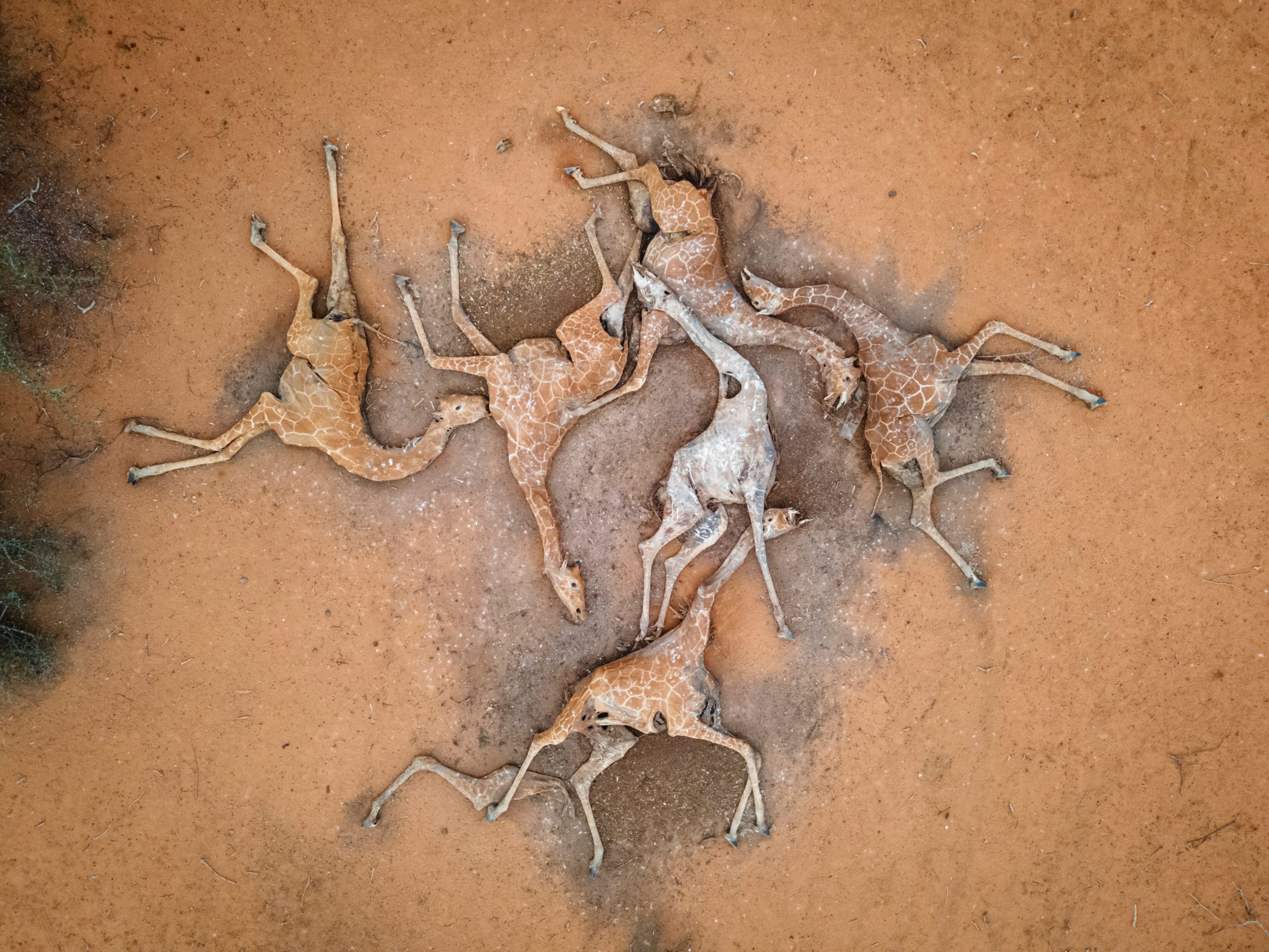 In this aerial view, the bodies of six giraffes lie on the outskirts of Eyrib village in Sabuli Wildlife Conservancy on December 10, 2021 in Wajir County, Kenya. The giraffes, weak from lack of food and water, died after they got stuck in mud as they tried to drink from a nearly dried-up reservoir nearby. They were moved to this location to prevent contamination of the reservoir water. A prolonged drought in the country's north east has created food and water shortages, pushing pastoralist communities and their livestock to the brink. The area has received less than a third of normal rainfall since September.