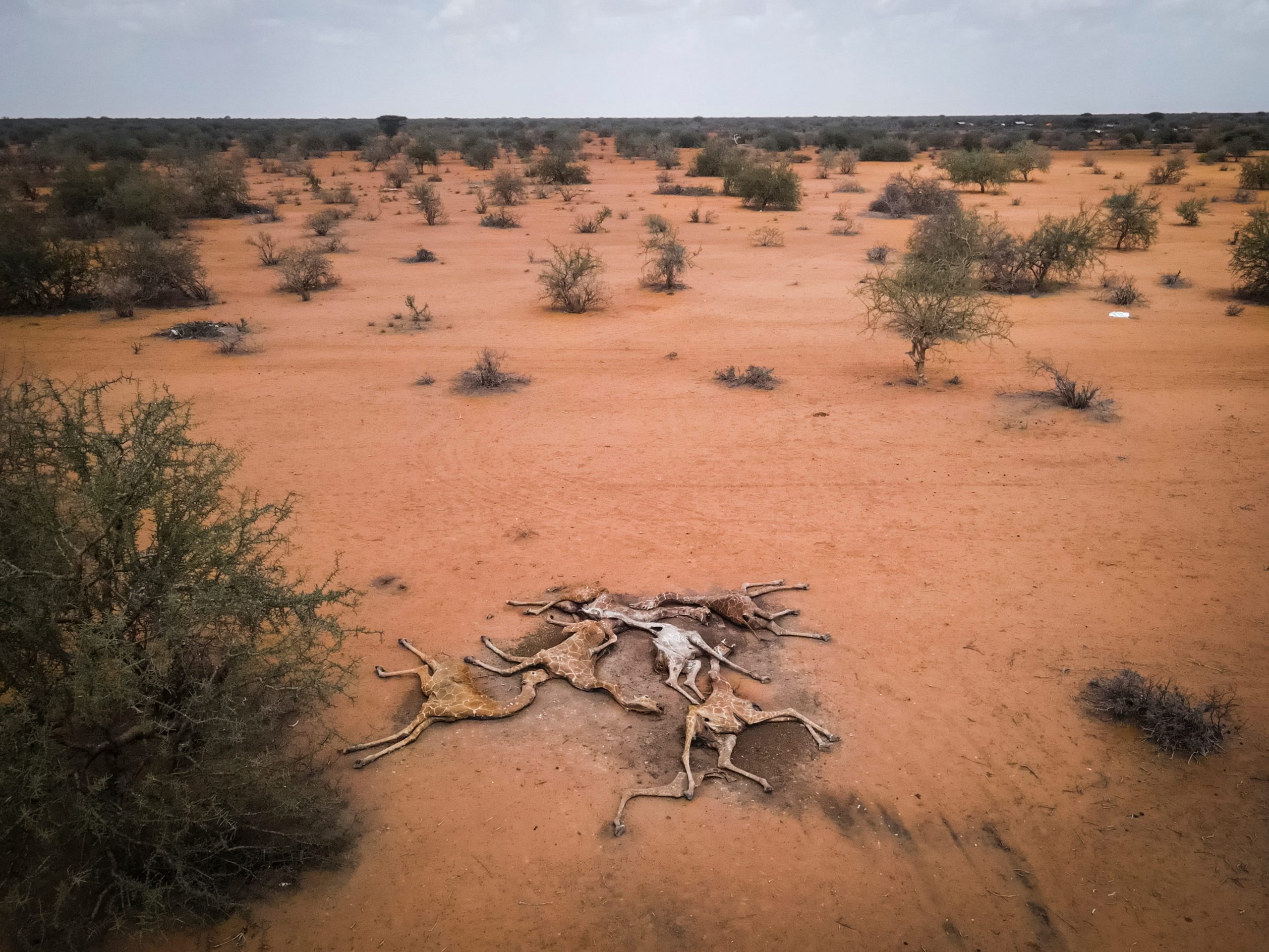 In this aerial view, the bodies of six giraffes lie on the outskirts of Eyrib village in Sabuli Wildlife Conservancy on December 10, 2021 in Wajir County, Kenya.