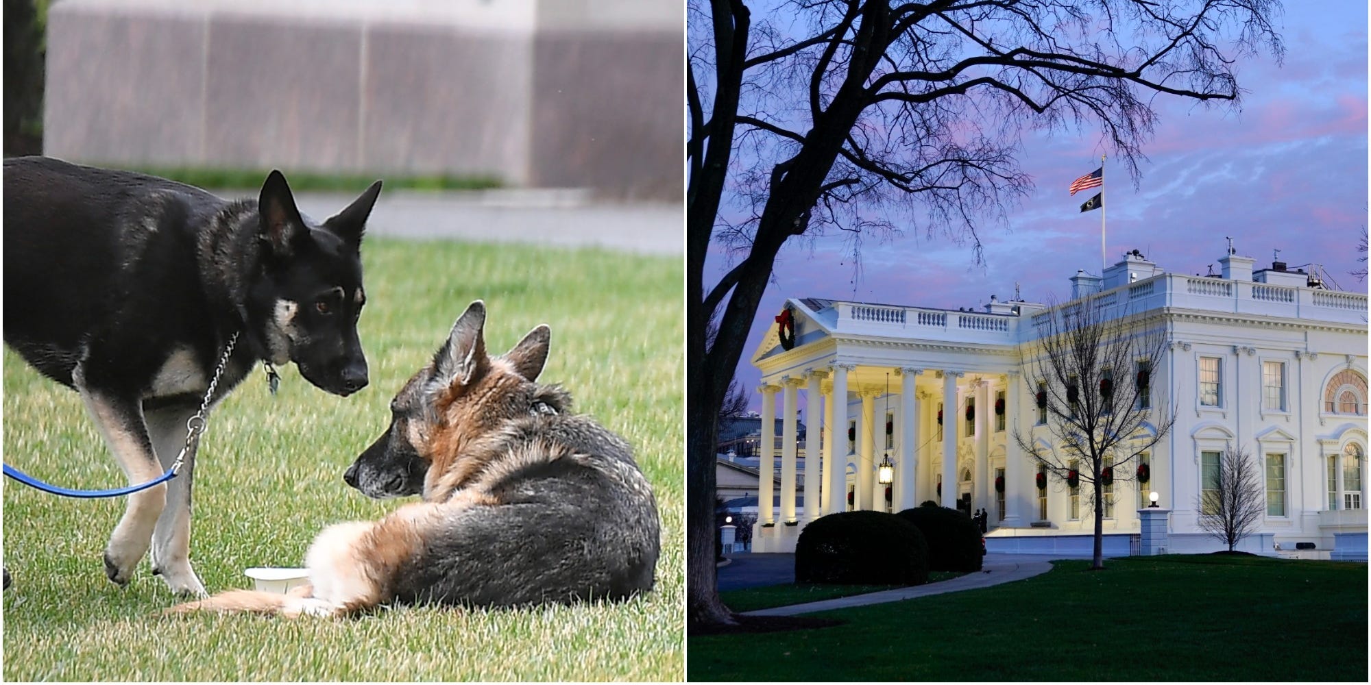 Composite image of the Biden's two German shepherds, Champ and Major, and the White House