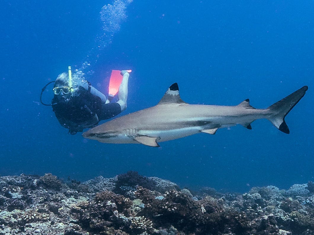 The writer scuba diving near a shark