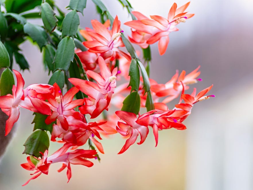 Close up of some blooms on a Christmas cactus.