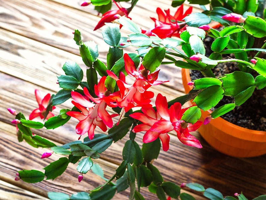 Overhead close-up shot of a Christmas cactus.