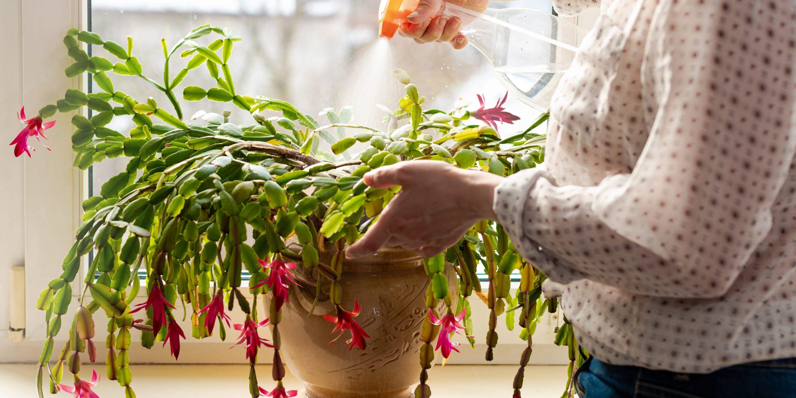 Someone spraying water on a Christmas cactus using a clear spray bottle.