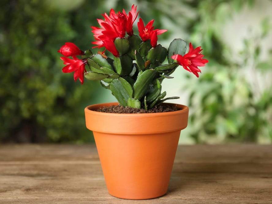 Shot of a bloomed Christmas cactus in a pot.