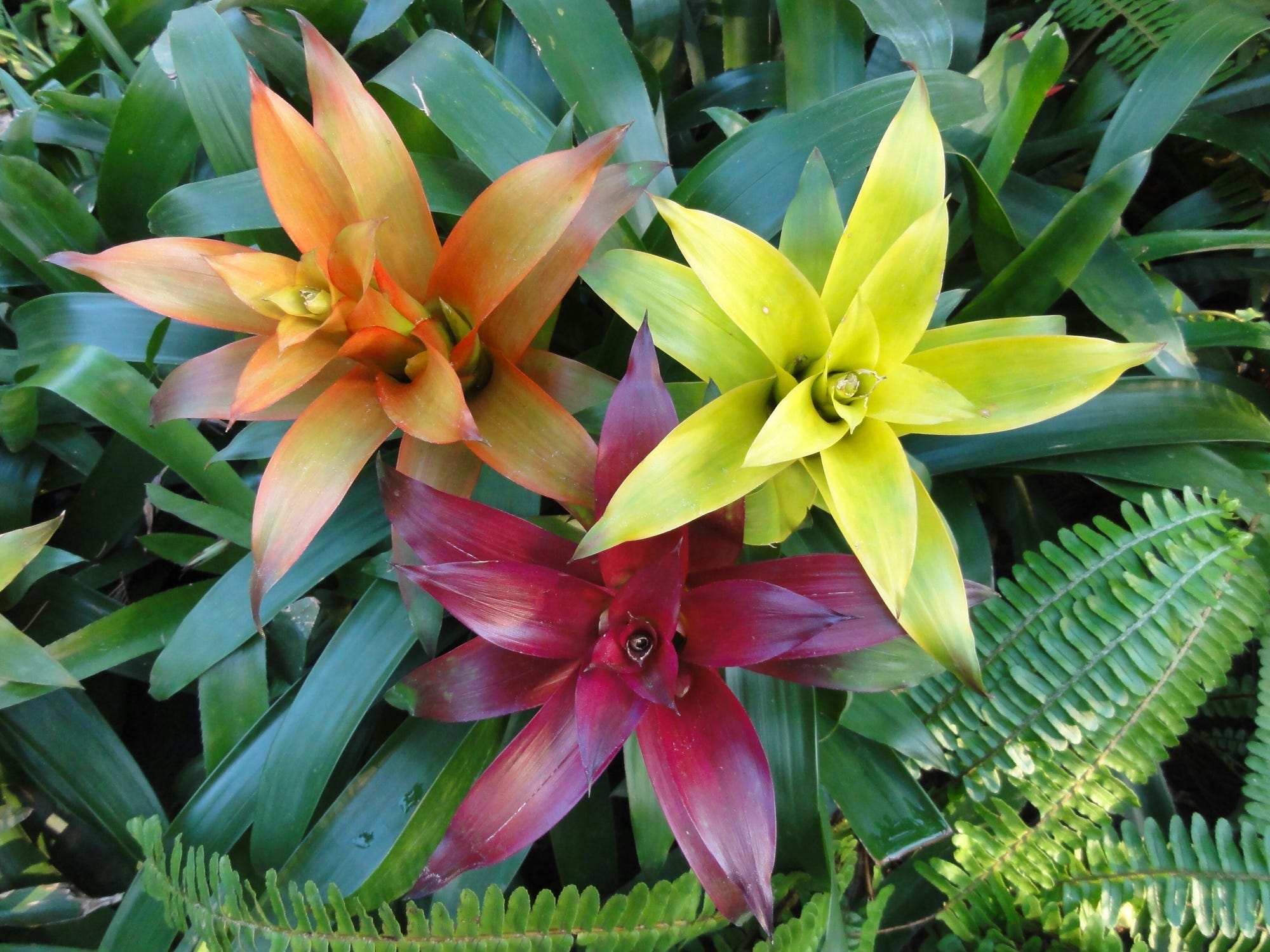 Overhead shot of brightly-colored bromeliads in a field.