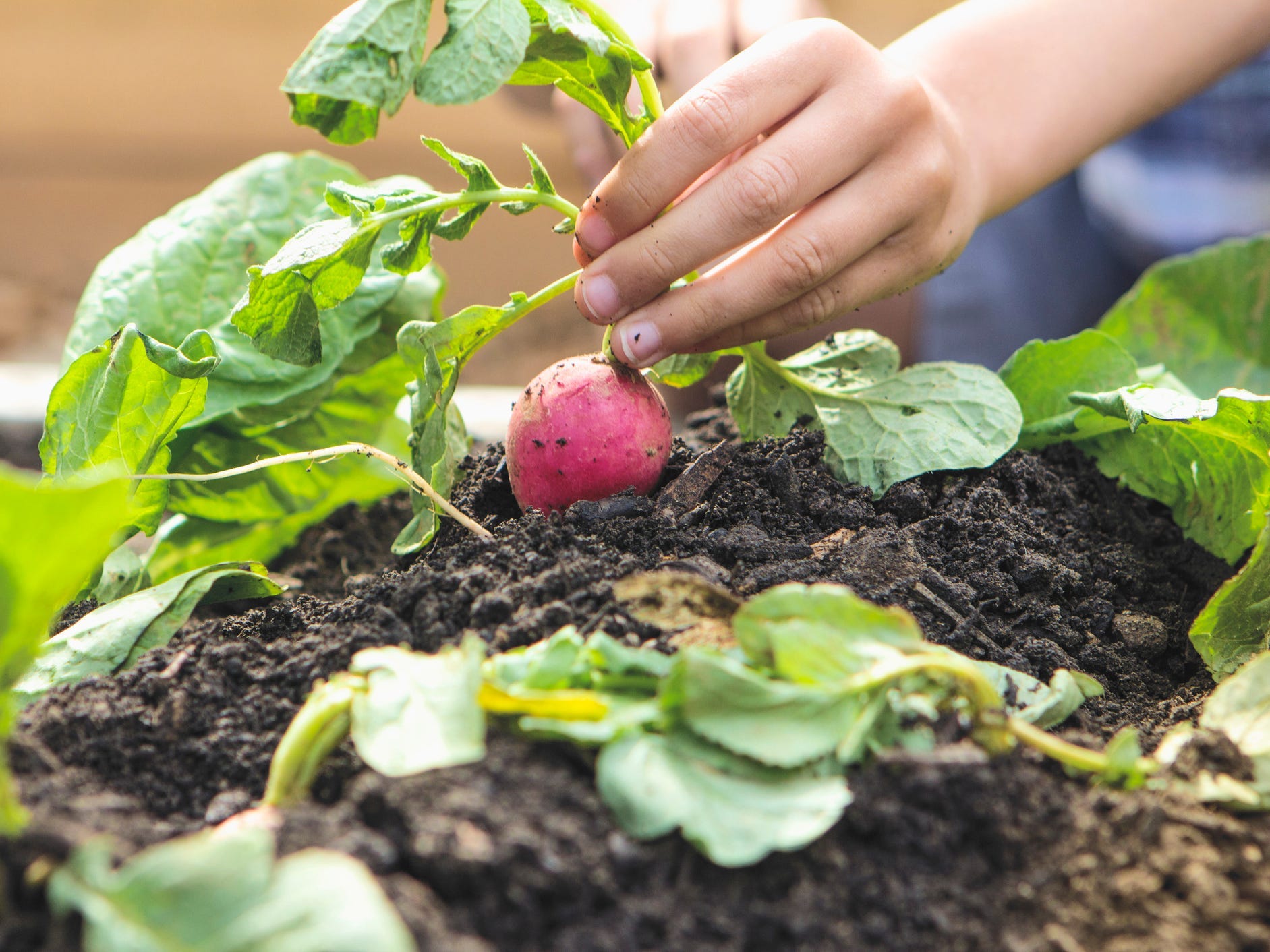 Someone picking a radish in a garden.