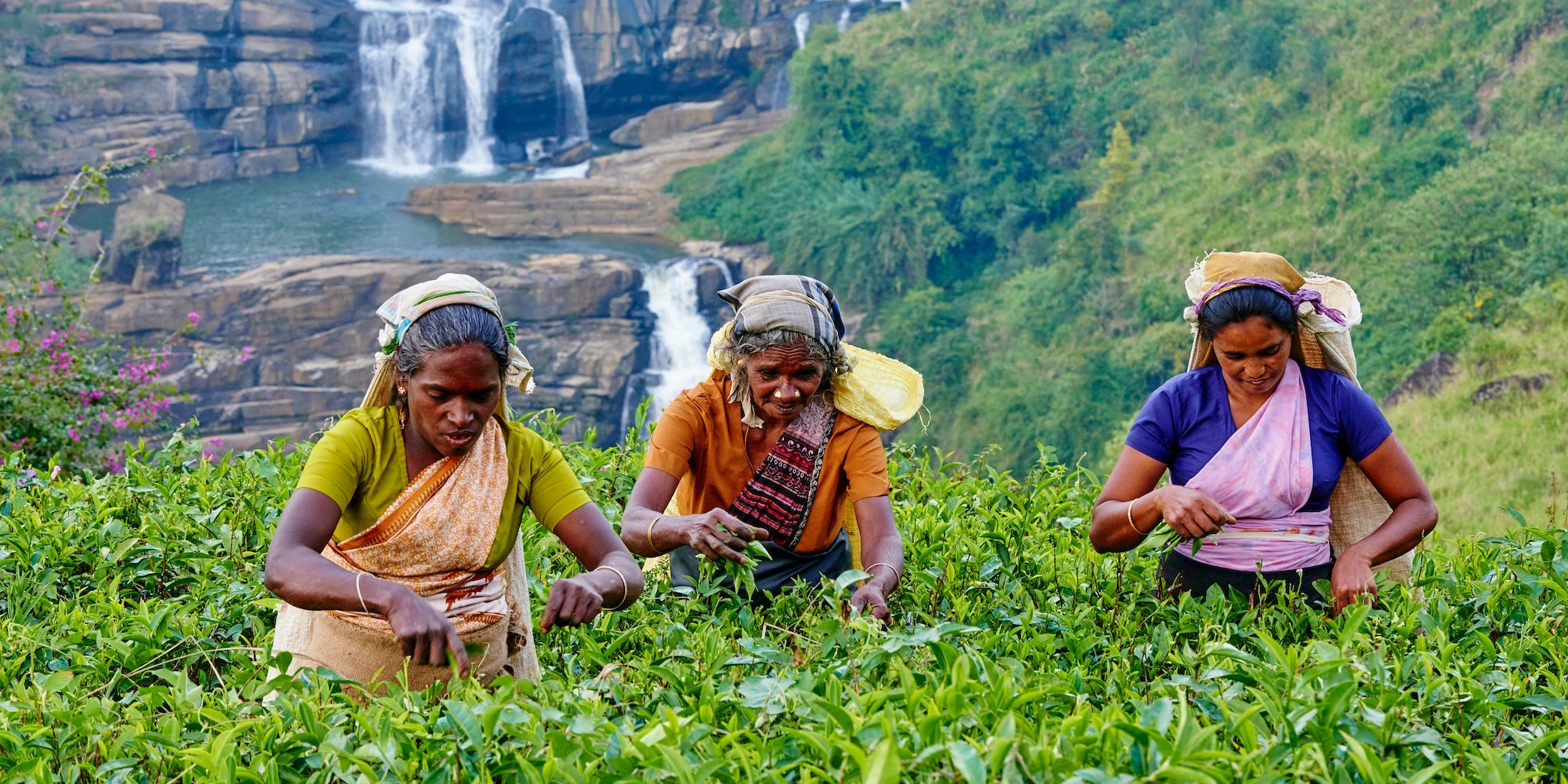 Tamil women picking tea leaves near a waterfall in Sri Lanka, Ceylon, Central Province, Nuwara Eliya, tea plantation in the Highlands,