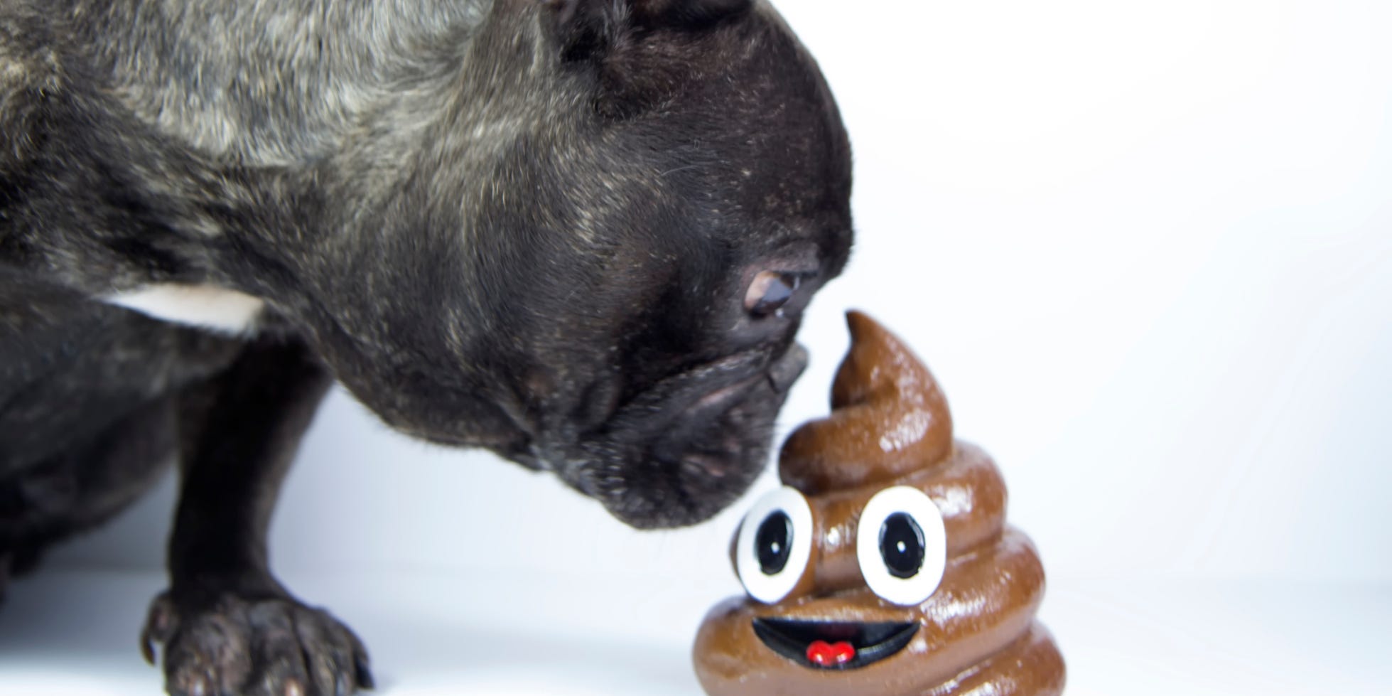 dogs eat poop