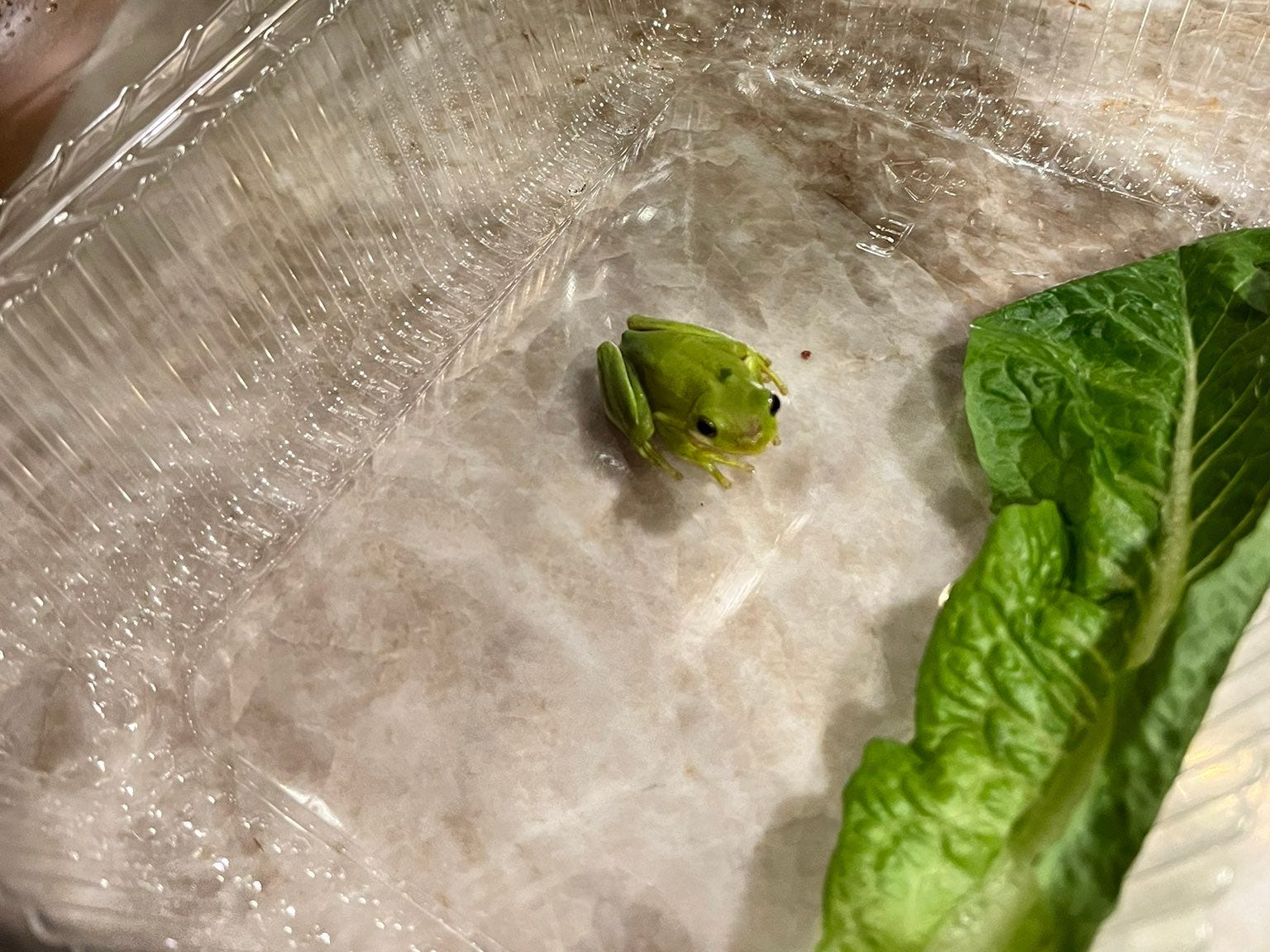 Tony frog