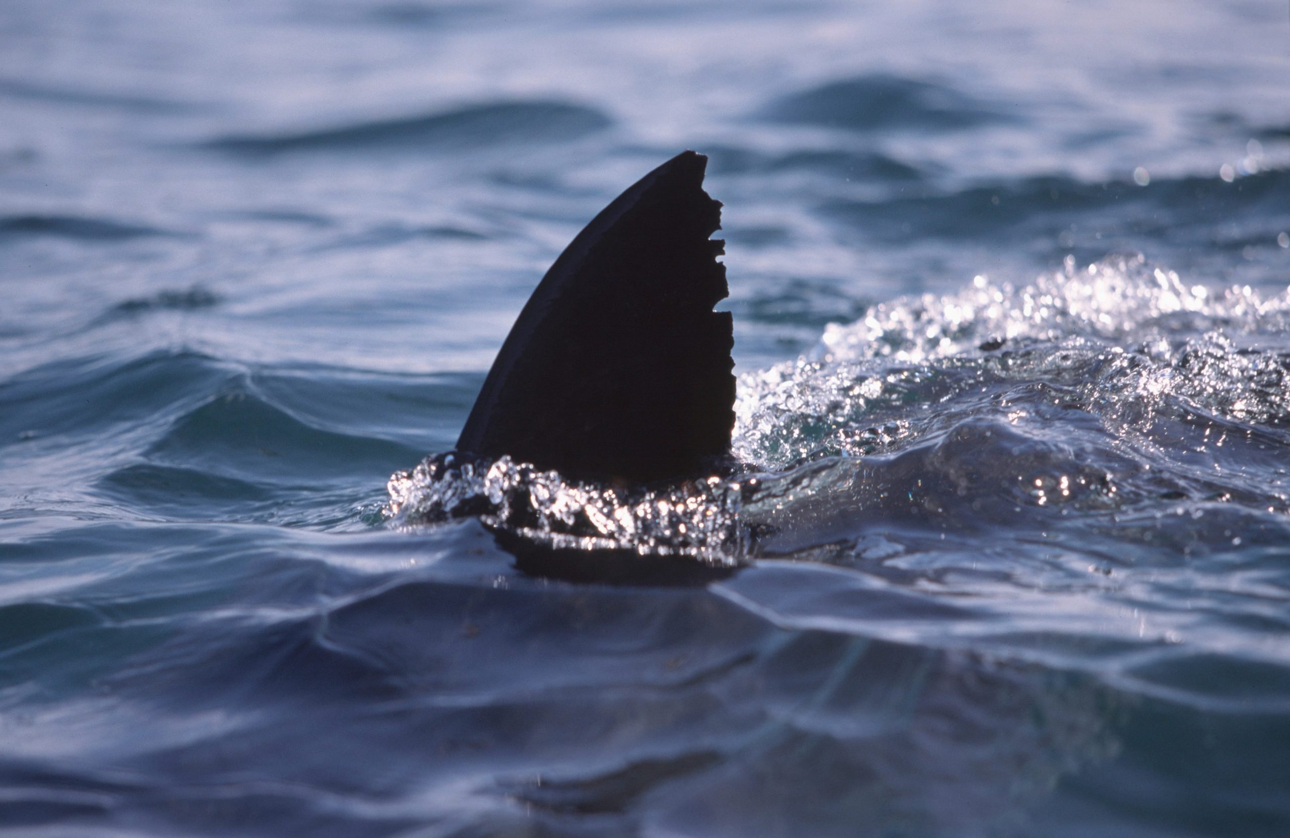 Great White Shark fin above water