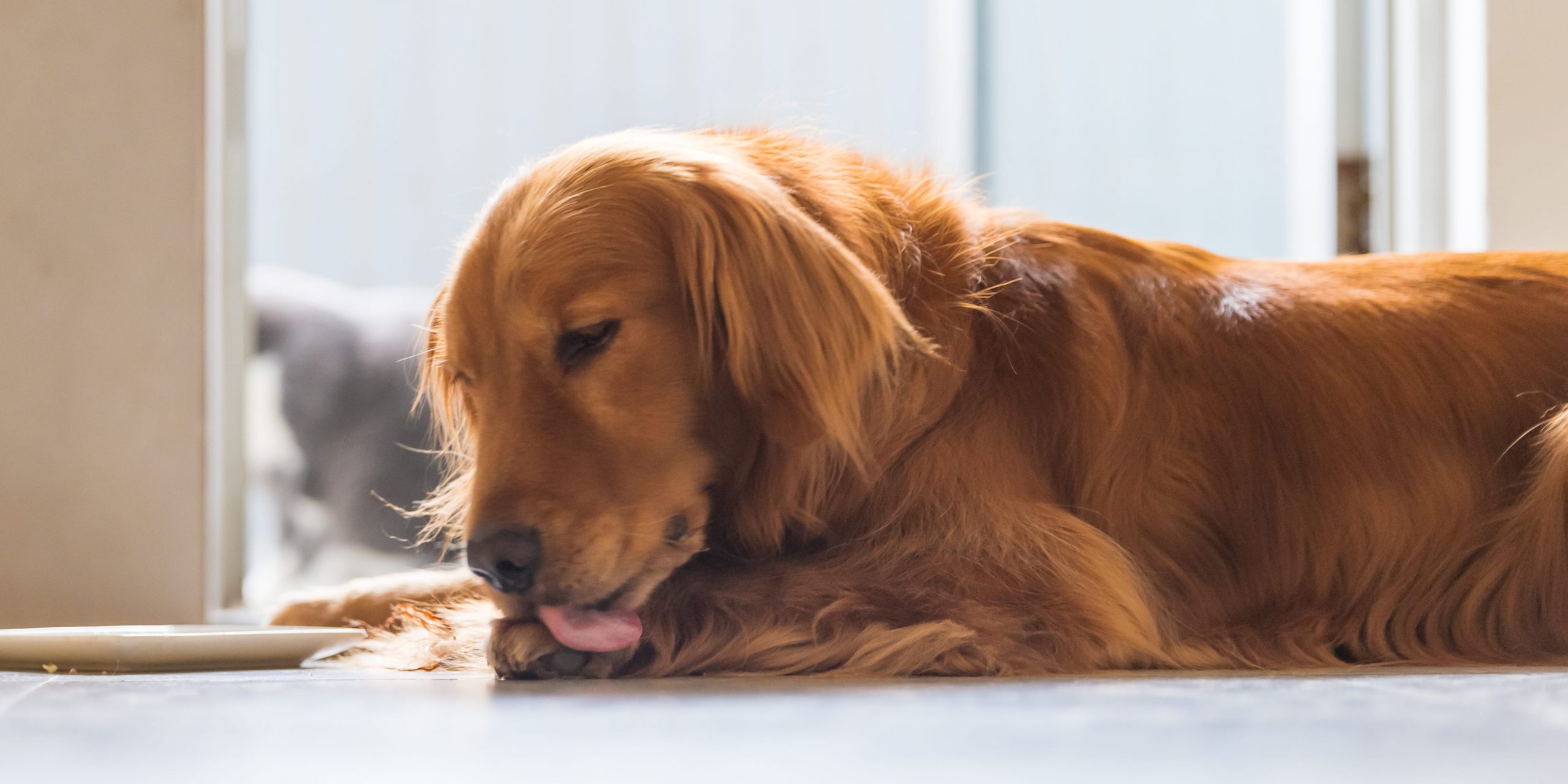 A golden retriever lying on the floor licks its paw.