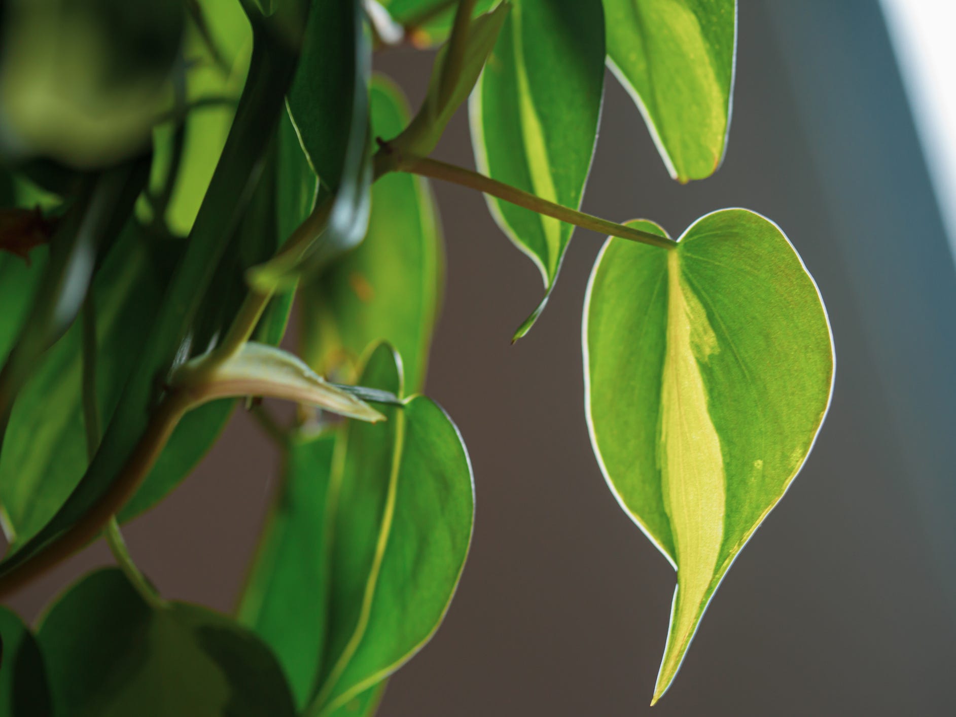 A closeup of the leaves of a heart-leafed philodendron